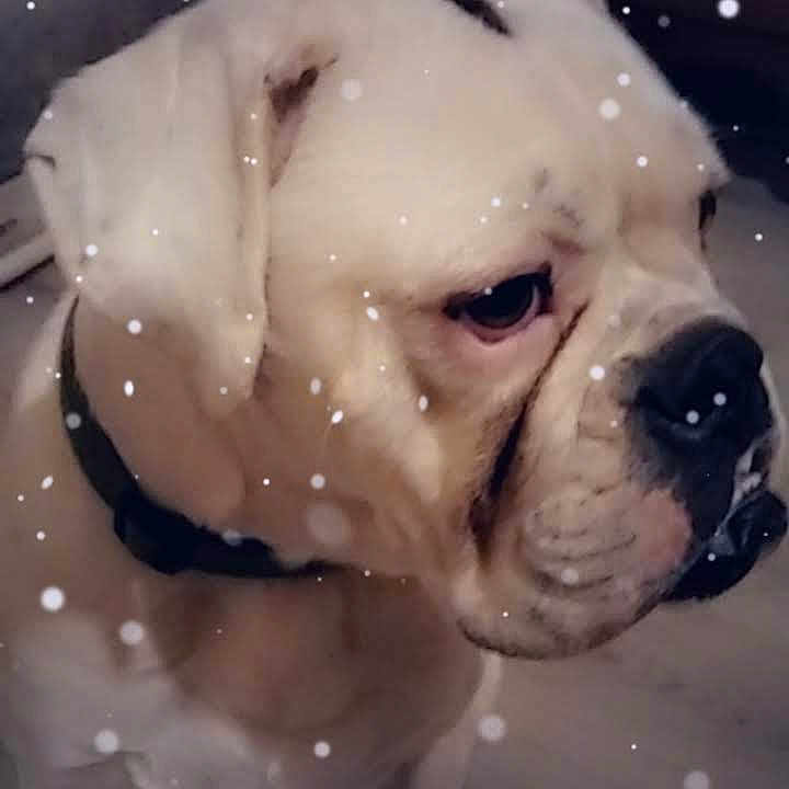 Sullyvan participe au concours pour gagner de l'argent avec cette photo : animal, bostonbull, boxer, bulldog, canine, dog, frenchbulldog, head, person, pet, pitbull, pug, puppy, sleeping, snout, whitedog