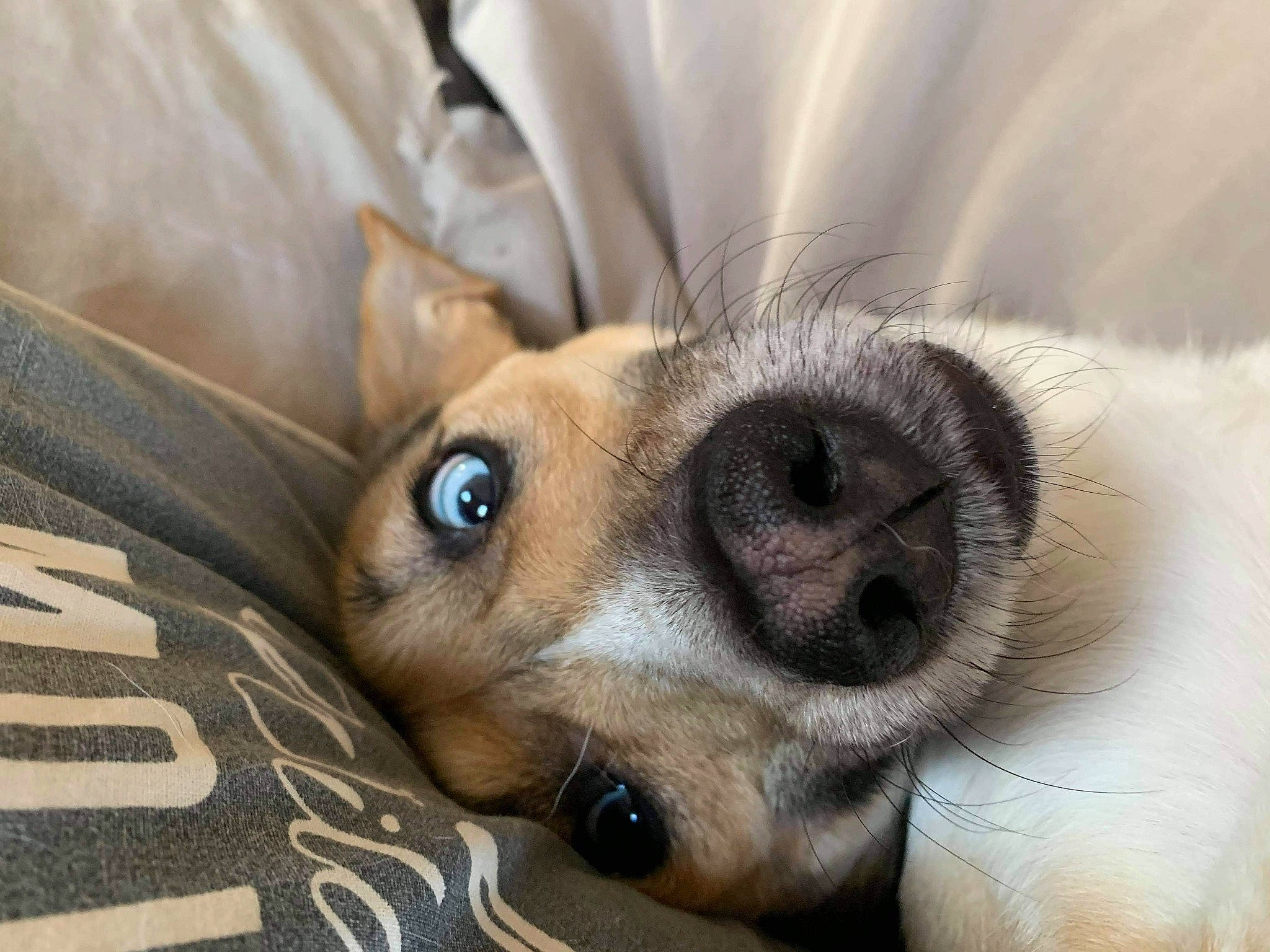 Vayron a rejoint le concours — aidez-le/la à gagner de superbes lots ! canidae, carnivore, comfort, companion_dog, dog, dog_breed, ear, eyelash, fawn, fur, paw, puppy, snout, sporting_group, terrestrial_animal, toy_dog, whiskers, wildlife, working_animal