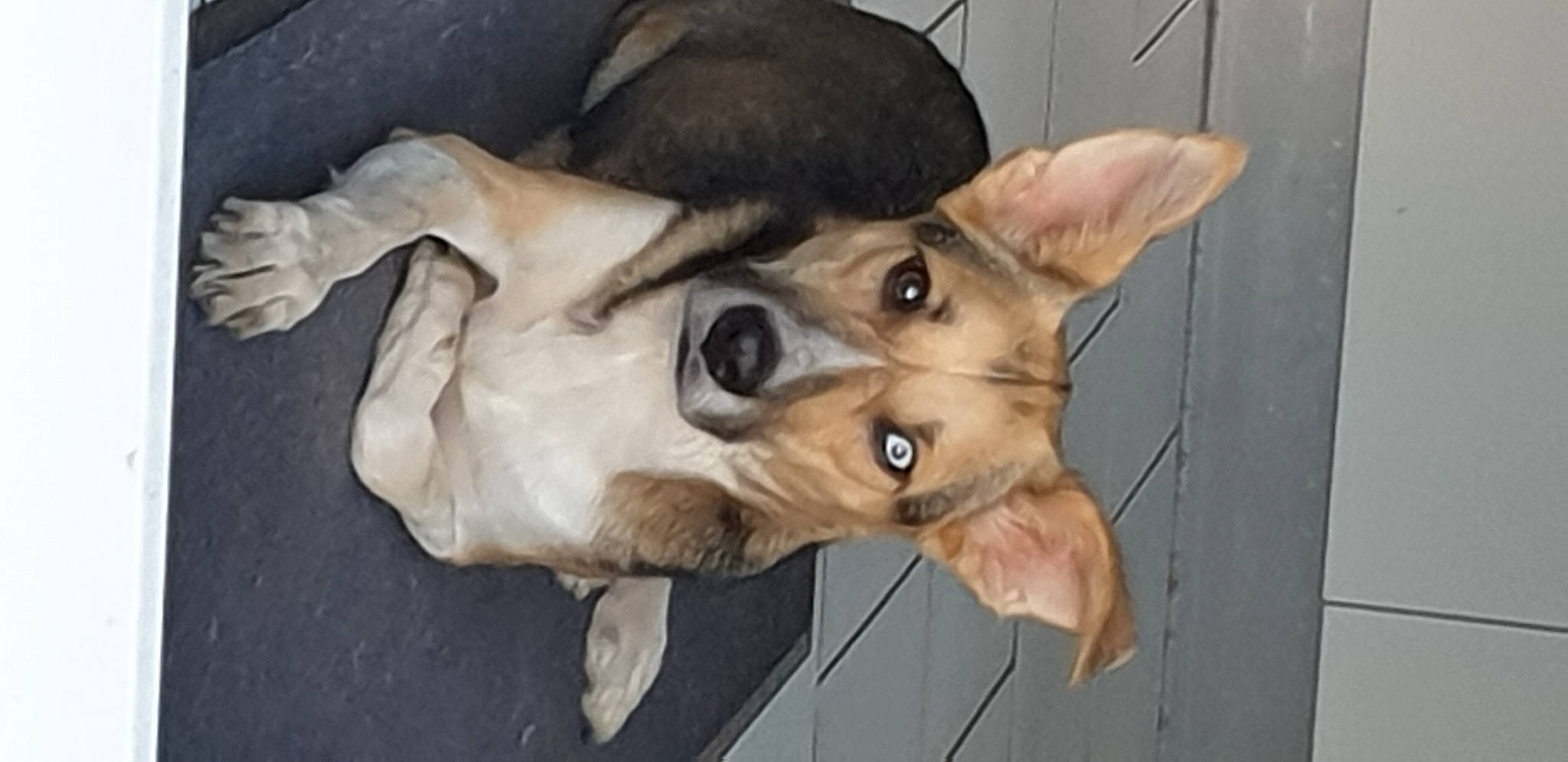 Vayron participe au concours pour gagner de l'argent avec cette photo : canidae, carnivore, companion_dog, dog, dog_breed, ear, fawn, fur, german_shepherd_dog, non_sporting_group, paw, puppy, sporting_group, whiskers, wood, working_animal, working_dog