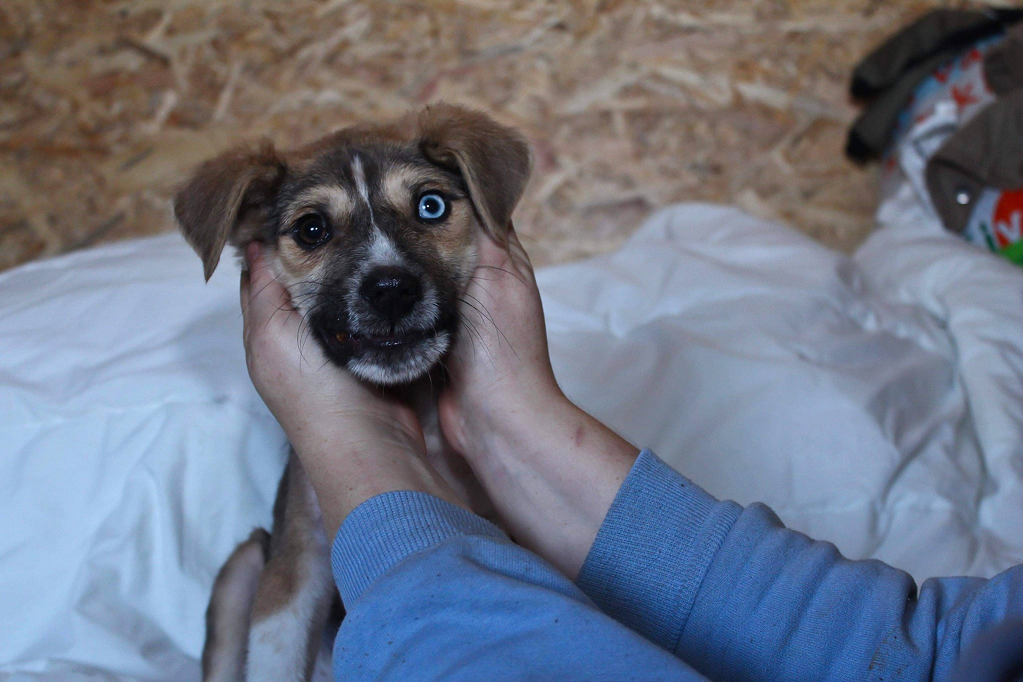 Vayron a rejoint le concours — aidez-le/la à gagner de superbes lots ! canidae, carnivore, comfort, companion_dog, dog, dog_breed, elbow, fawn, fur, nail, paw, plant, sitting, sporting_group, terrestrial_animal, toy_dog, whiskers, working_animal, wrinkle, wrist