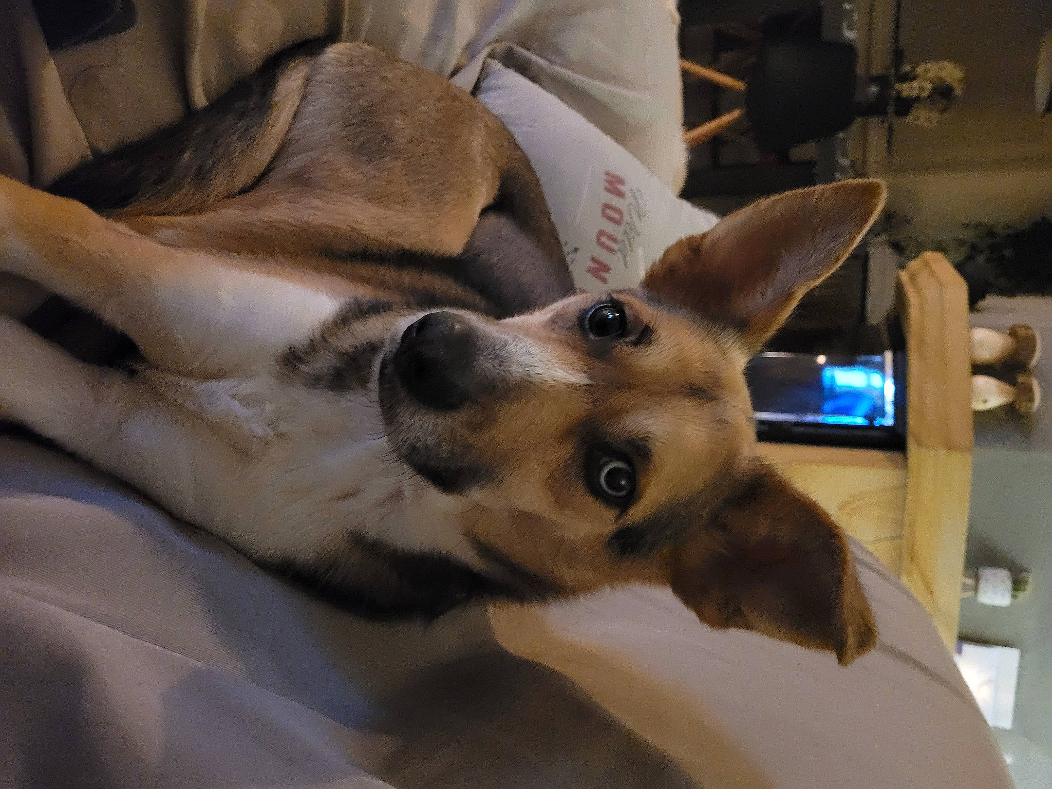 Vayron participe au concours pour gagner de l'argent avec cette photo : canidae, carnivore, comfort, companion_dog, dog, dog_breed, dog_supply, ear, fawn, fur, german_shepherd_dog, guard_dog, human_leg, jaw, non_sporting_group, paw, sporting_group, toy_dog, whiskers, working_animal