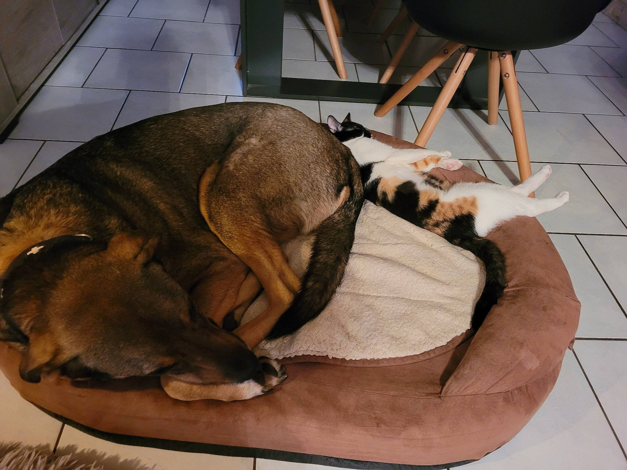 Willow participe au concours pour gagner de l'argent avec cette photo : carnivore, chair, comfort, companion_dog, dog, dog_bed, dog_breed, fawn, felidae, flooring, fur, hardwood, nap, paw, small_to_medium_sized_cats, snout, sporting_group, whiskers, wood, working_animal