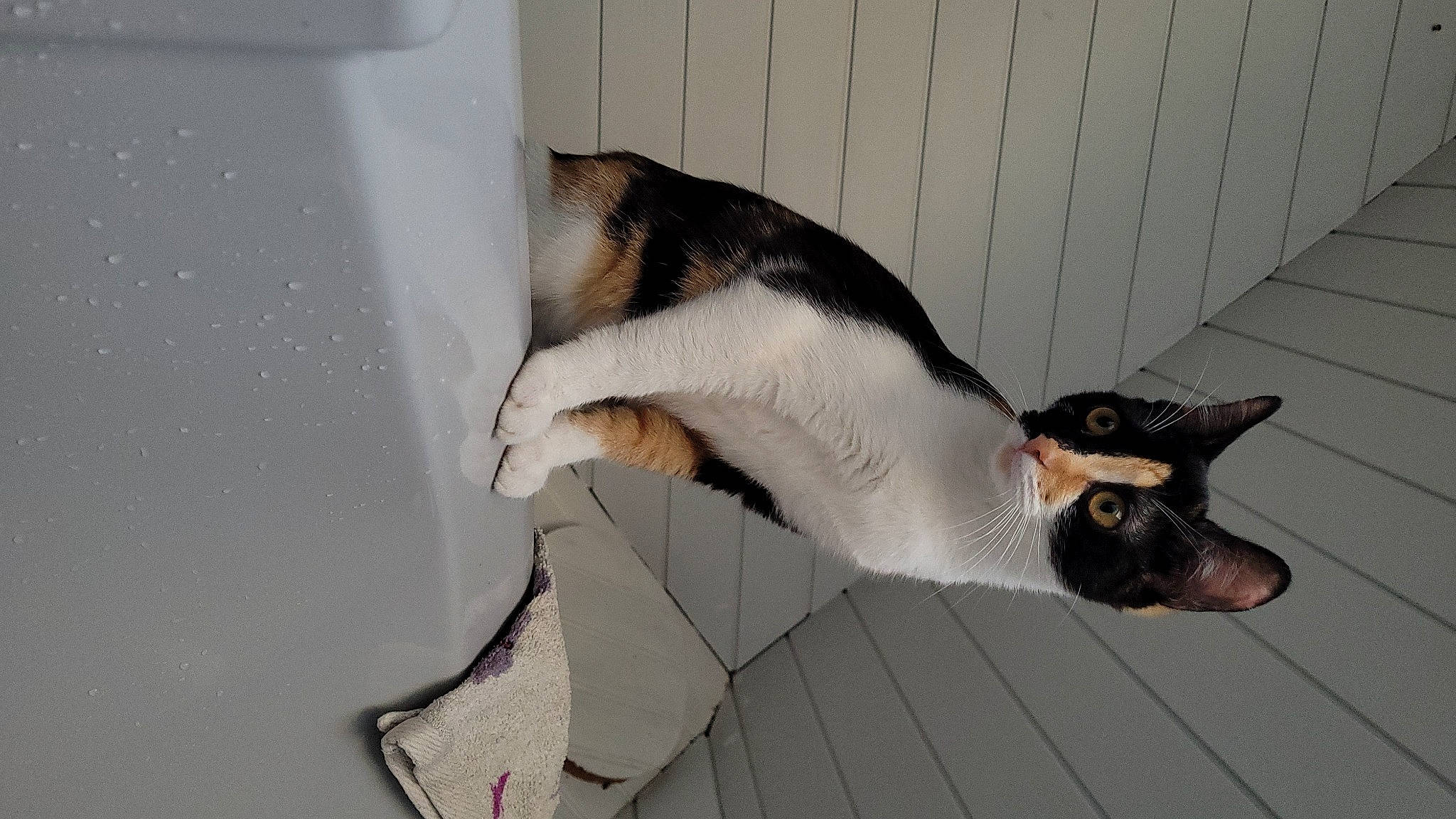 Willow participe au concours pour gagner de l'argent avec cette photo : canidae, carnivore, cat, claw, comfort, dog_breed, eye, felidae, fur, head, small_to_medium_sized_cats, snout, tail, terrestrial_animal, whiskers