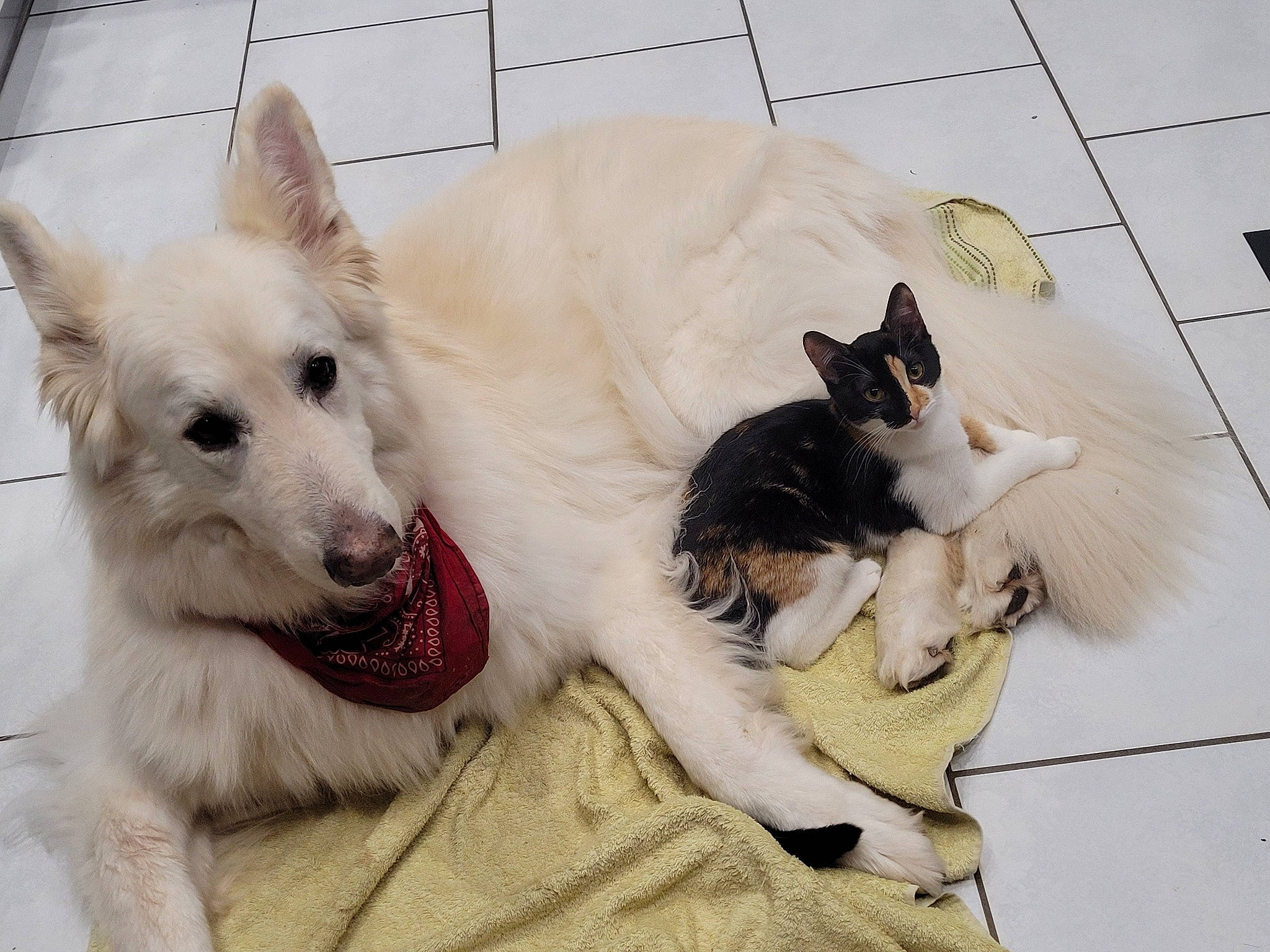 Willow participe au concours pour gagner de l'argent avec cette photo : canidae, carnivore, cat, collar, comfort, companion_dog, dog, dog_breed, dog_supply, fawn, felidae, flooring, fur, mammal, paw, small_to_medium_sized_cats, snout, tail, whiskers, working_animal