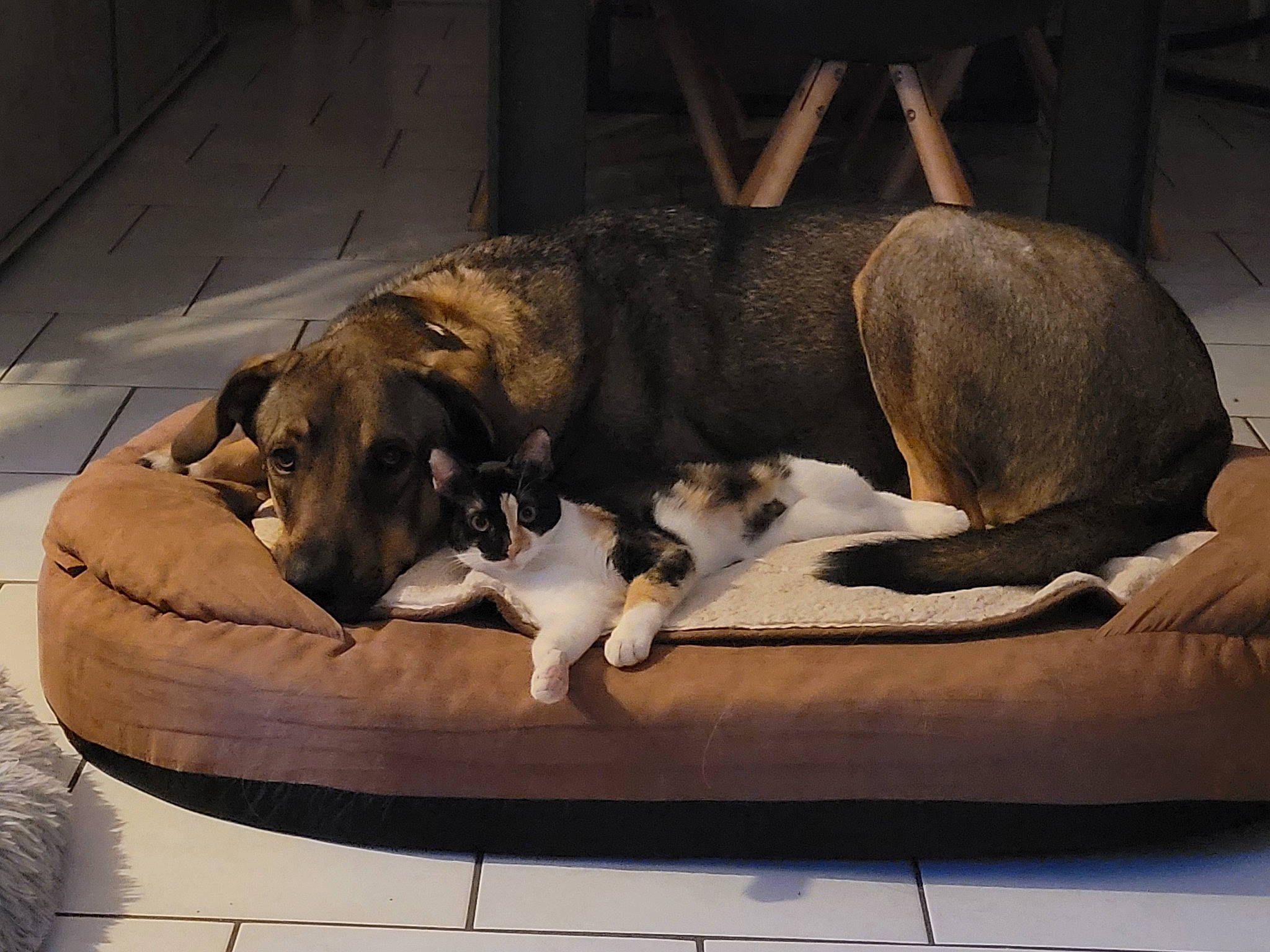 Willow a rejoint le concours — aidez-le/la à gagner de superbes lots ! canidae, carnivore, comfort, companion_dog, dog, dog_bed, dog_breed, dog_supply, fawn, guard_dog, linens, mammal, nap, pet_supply, sleep, snout, sporting_group, studio_couch, vertebrate, working_animal