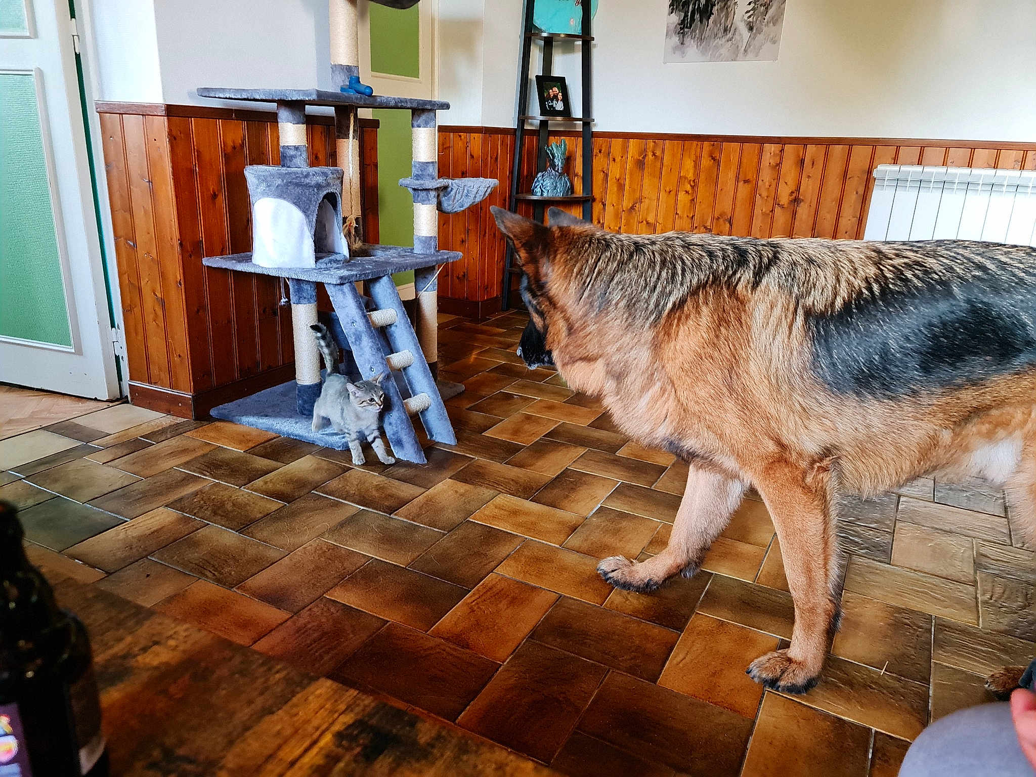 Hatchi