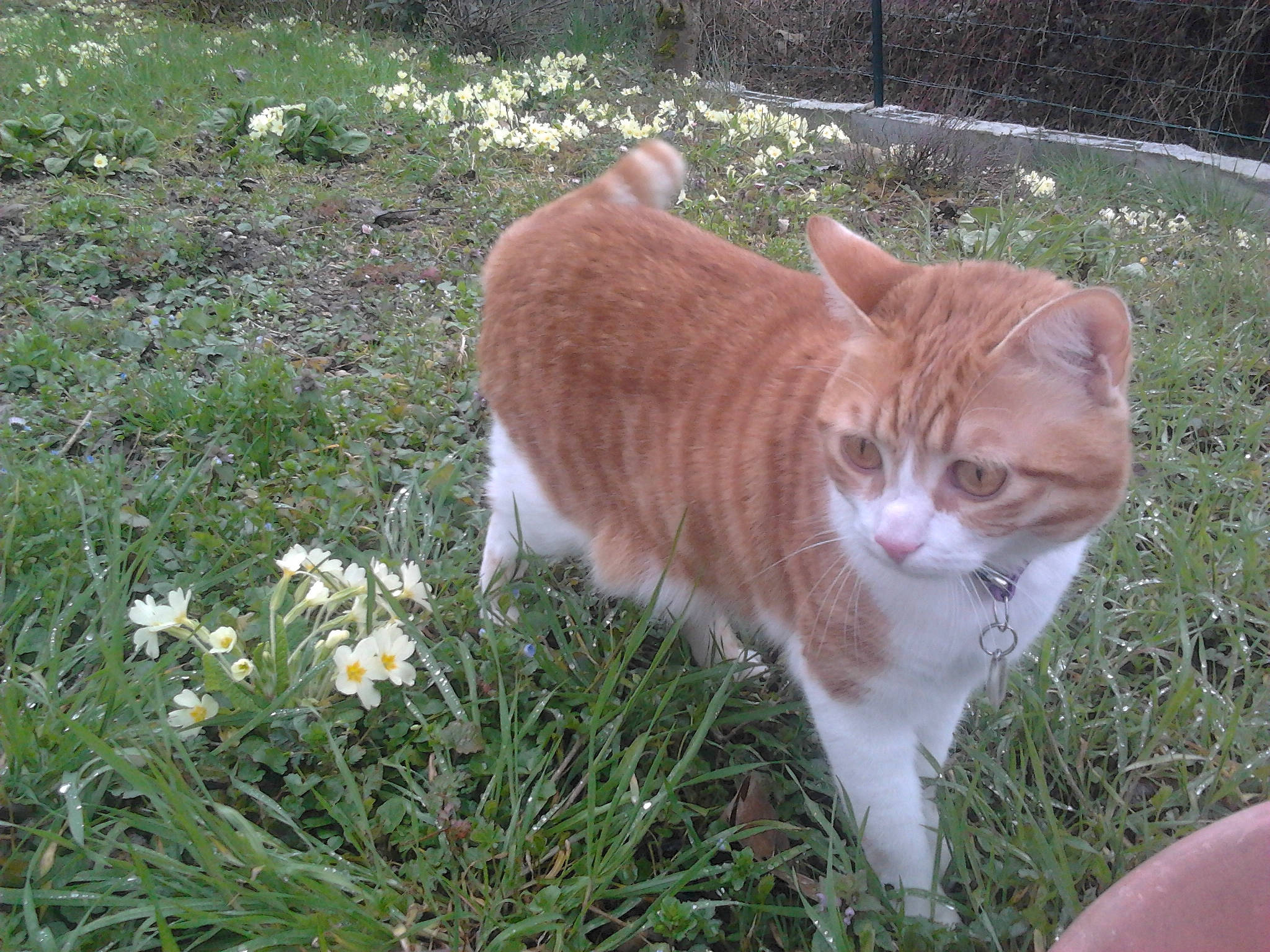 Muse a rejoint le concours — aidez-le/la à gagner de superbes lots ! aegean_cat, american_wirehair, carnivore, cat, cymric, domestic_short_haired_cat, european_shorthair, fawn, felidae, german_rex, grass, mammal, plant, polydactyl_cat, small_to_medium_sized_cats, tabby_cat, tail, whiskers