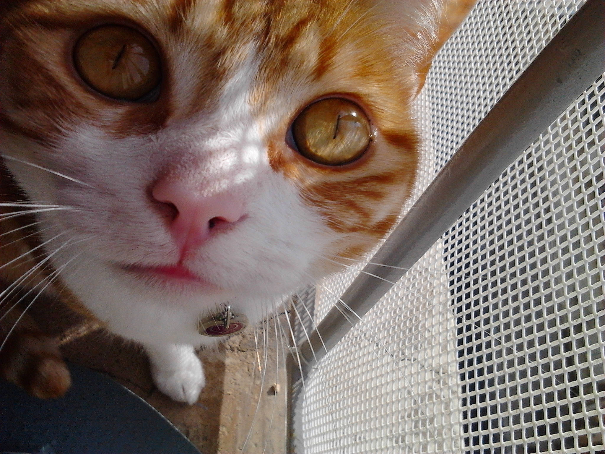 Muse participe au concours pour gagner de l'argent avec cette photo : aegean_cat, american_wirehair, animal_shelter, carnivore, cat, close_up, domestic_short_haired_cat, european_shorthair, eye, fawn, felidae, fur, kitten, nose, ojos_azules, singapura, small_to_medium_sized_cats, snout, tabby_cat, whiskers