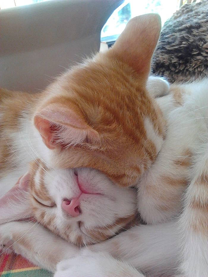 Muse a rejoint le concours — aidez-le/la à gagner de superbes lots ! aegean_cat, carnivore, cat, close_up, ear, european_shorthair, fawn, felidae, fur, kitten, mammal, nap, nose, paw, polydactyl_cat, sleep, small_to_medium_sized_cats, snout, turkish_van, whiskers