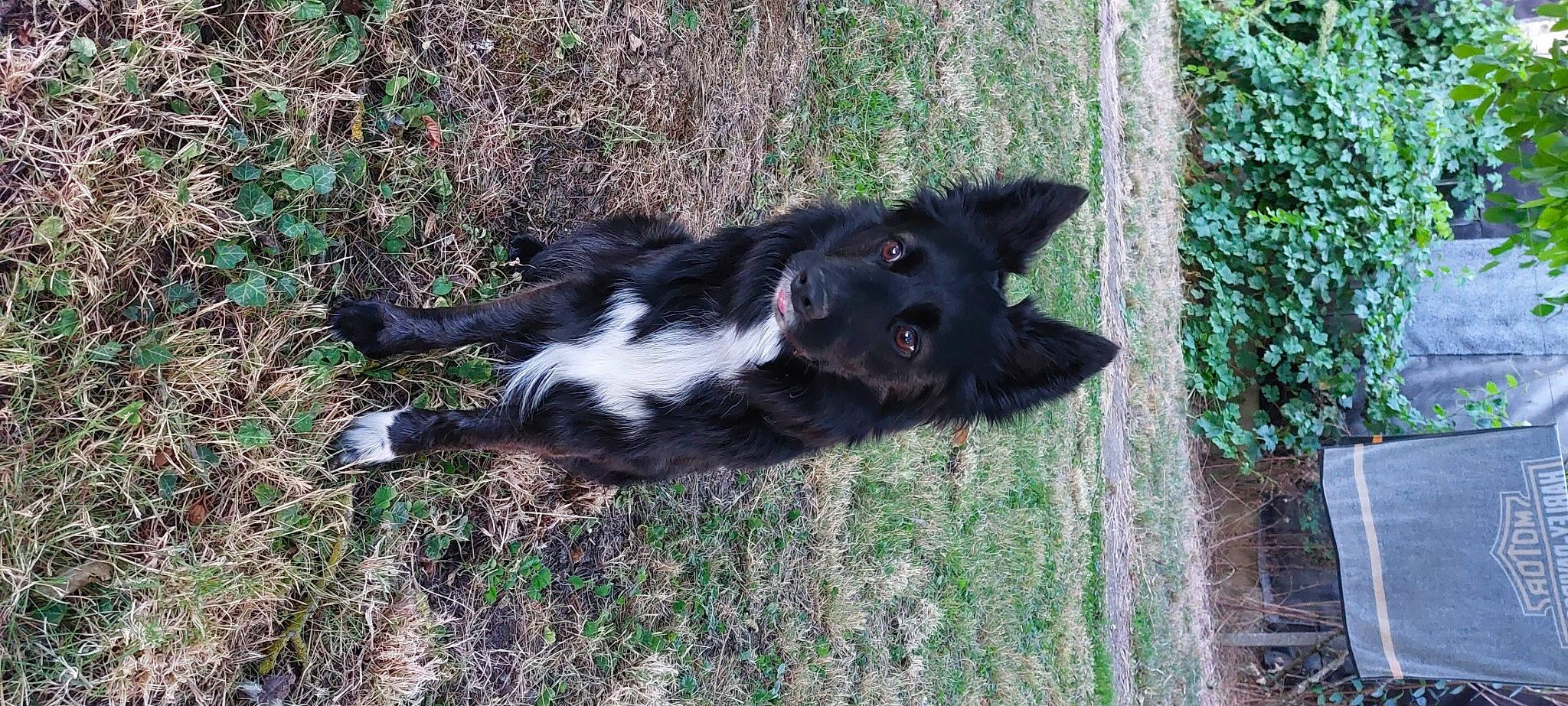 Rox participe au concours pour gagner de l'argent avec cette photo : carnivore, dog, dog_breed, fur, grass, herding_dog, plant, sporting_group, tail, terrestrial_animal, tree, working_animal, working_dog