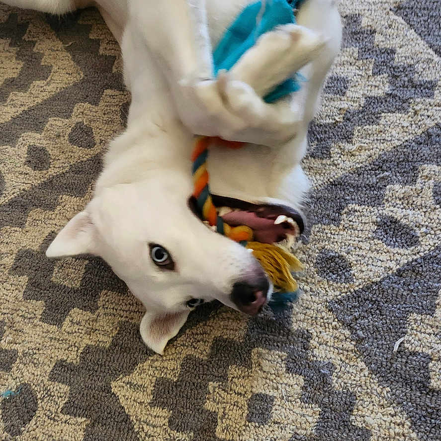 Star joined the competition — help win amazing prizes! animal, blue_eyes, canine, carpet, chewing, cute, dog, domestic_animal, fur, happy, indoor, lying_down, mouth, patterned_rug, paw, pet, playful, rope_toy, toy, white_dog