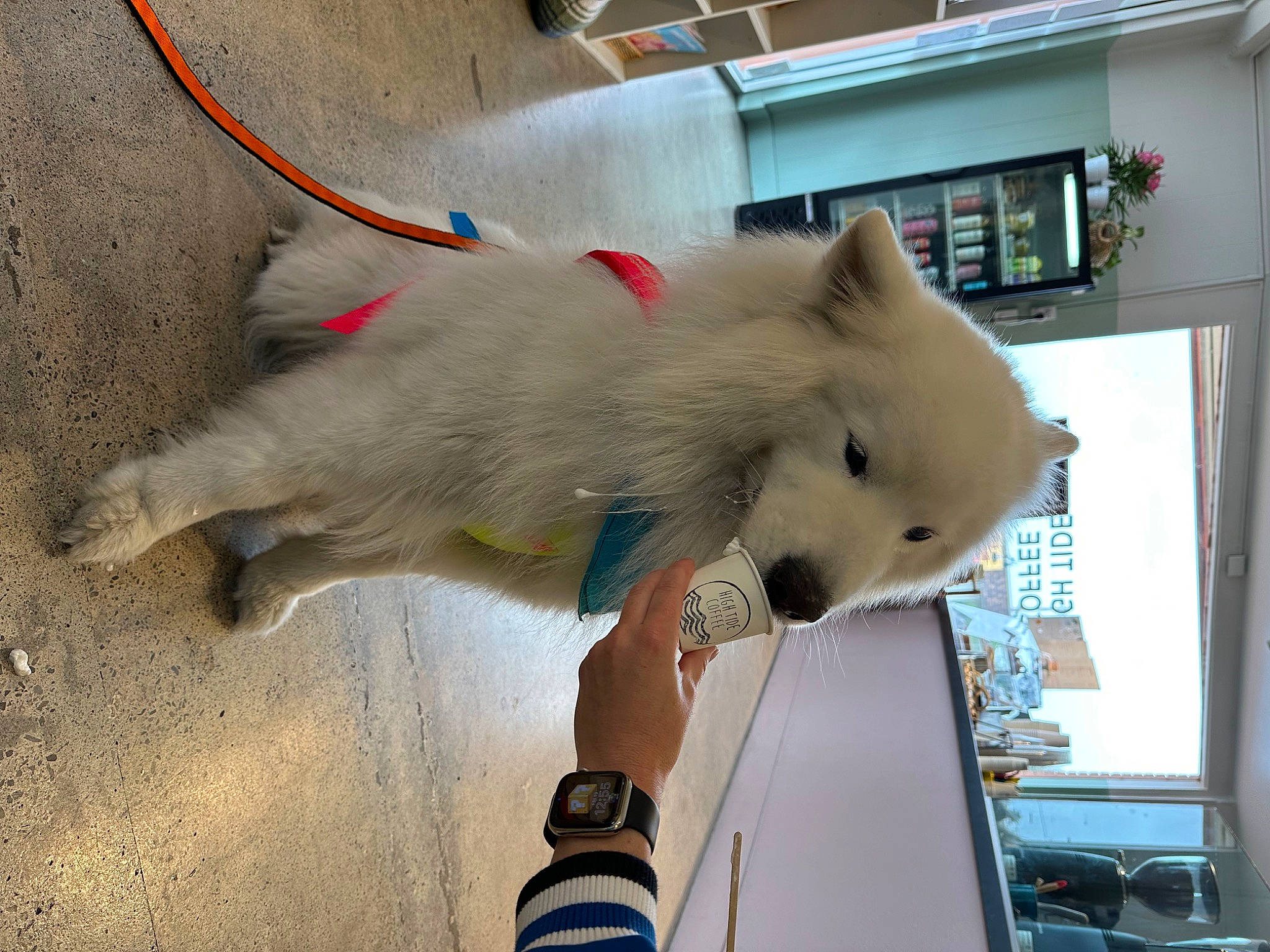 Maui is registered to the contest to win money with this photo: canidae, carnivore, cockatoo, companion_dog, dog_breed, fawn, felidae, fur, rodent, snout, sporting_group, stuffed_toy, tail, toy, watch, whiskers, window, wing