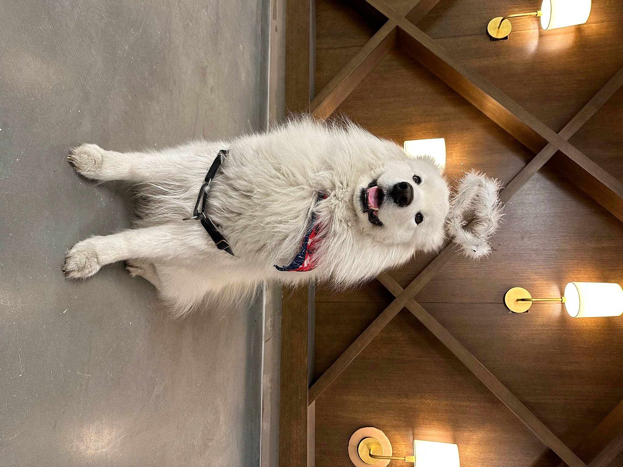 Maui joined the competition — help win amazing prizes! canidae, carnivore, collar, companion_dog, dog, dog_breed, dog_collar, door, fawn, fur, metal, non_sporting_group, paw, snout, sporting_group, tail, tints_and_shades, whiskers, window, wood