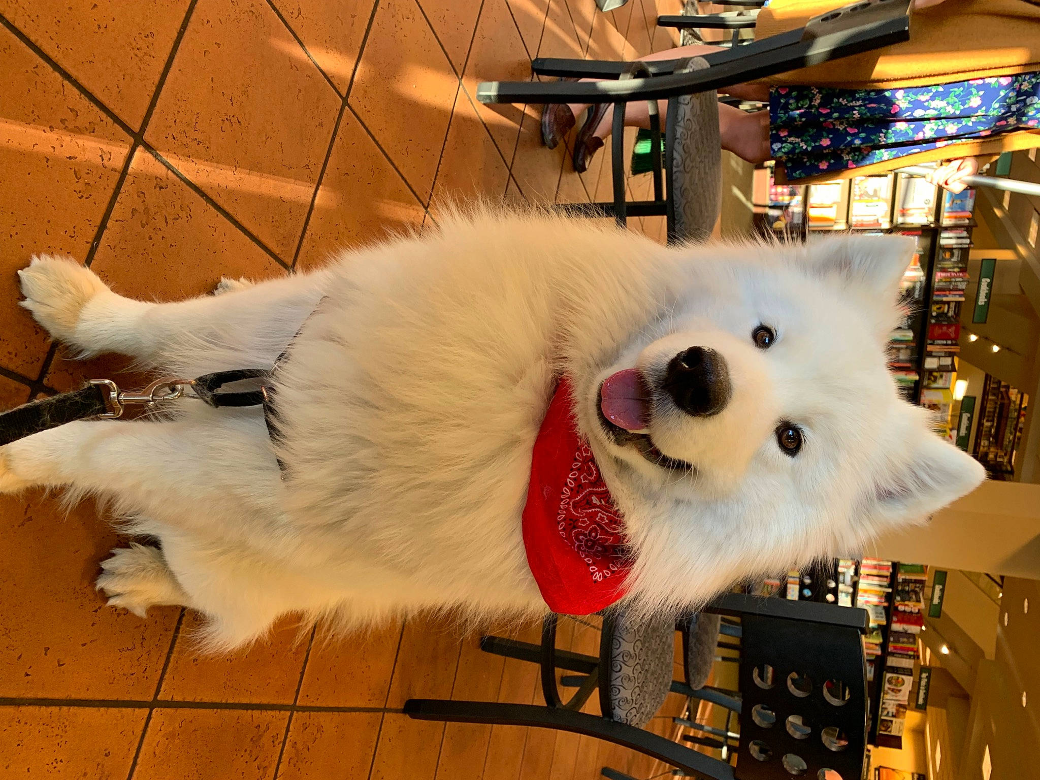 Maui is registered to the contest to win money with this photo: canidae, carnivore, collar, companion_dog, dog, dog_breed, dog_collar, dog_supply, flooring, fur, giant_dog_breed, metal, non_sporting_group, pet_supply, samoyed, snout, sporting_group, volpino_italiano, whiskers, working_animal