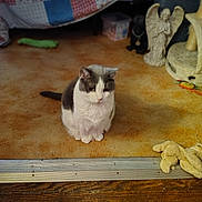 Angel joined the competition — help win amazing prizes! angel, animal, carpet, cat, cozy, decor, domestic, feline, floor, fur, home, indoor, pet, quiet, quilt, relaxed, sitting, statue, toy, wood_floor