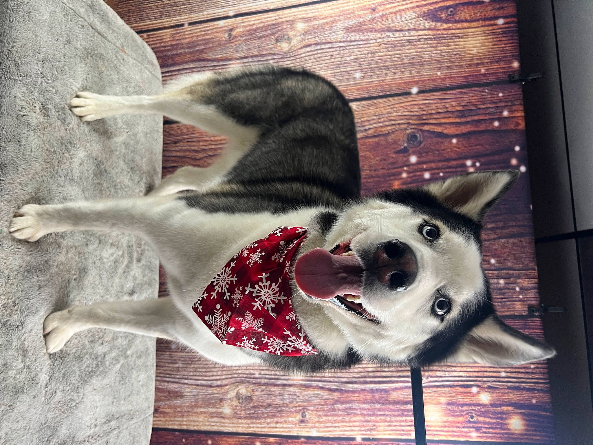 Loki is registered to the contest to win money with this photo: art, canidae, carnivore, collar, companion_dog, dog, dog_breed, dog_collar, dog_supply, door, fawn, mammal, painting, pet_supply, picture_frame, rectangle, sporting_group, tail, vertebrate, whiskers