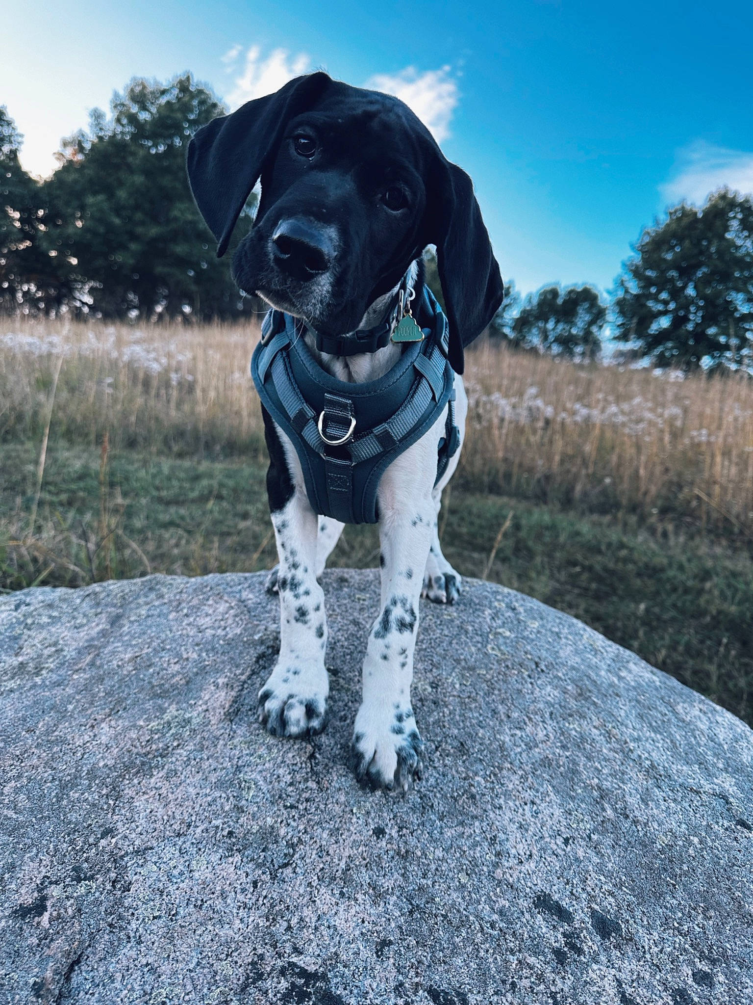 Creed is registered to the contest to win money with this photo: canidae, carnivore, cloud, collar, companion_dog, dog, dog_breed, dog_collar, fawn, grass, gun_dog, leash, pet_supply, plant, sky, snout, sporting_group, tree, whiskers, working_animal