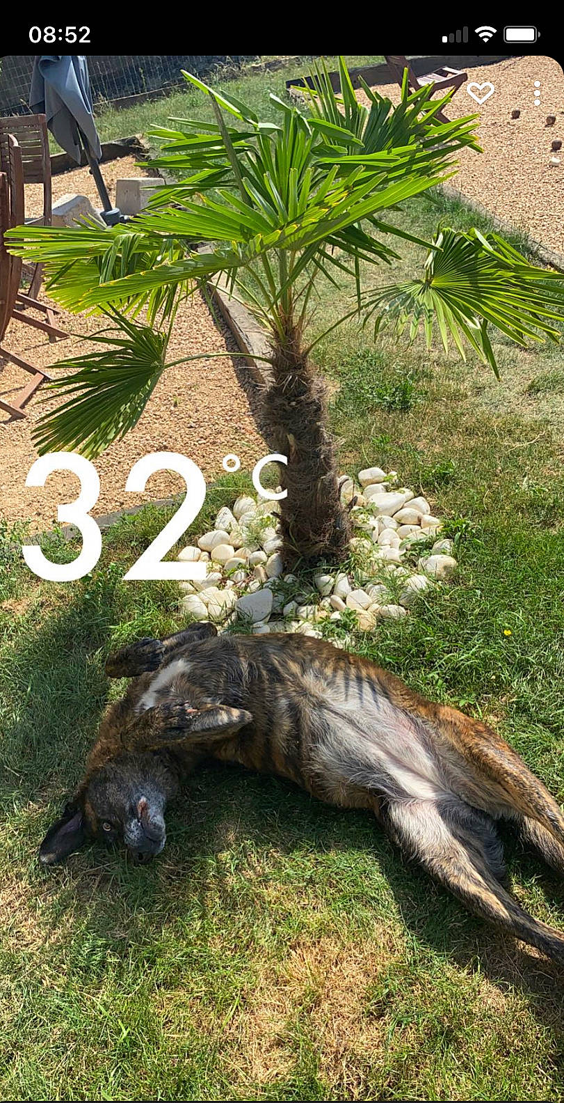 Laska a rejoint le concours — aidez-le/la à gagner de superbes lots ! alligator, american_crocodile, arecales, botany, crocodile, crocodilia, felidae, grass, groundcover, iguania, nile_crocodile, plant, reptile, scaled_reptile, tail, terrestrial_animal, terrestrial_plant, tree, trunk, wood