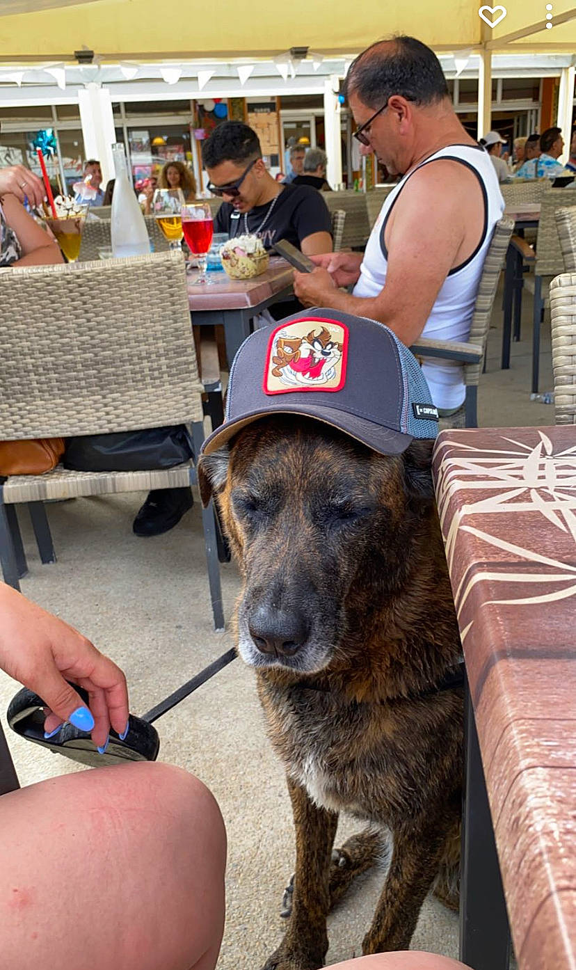 Laska a rejoint le concours — aidez-le/la à gagner de superbes lots ! baseball_cap, canidae, carnivore, chair, collar, companion_dog, dog, dog_breed, dog_collar, fashion_accessory, fawn, fur, hat, leash, shorts, snout, sporting_group, sun_hat, table, working_animal