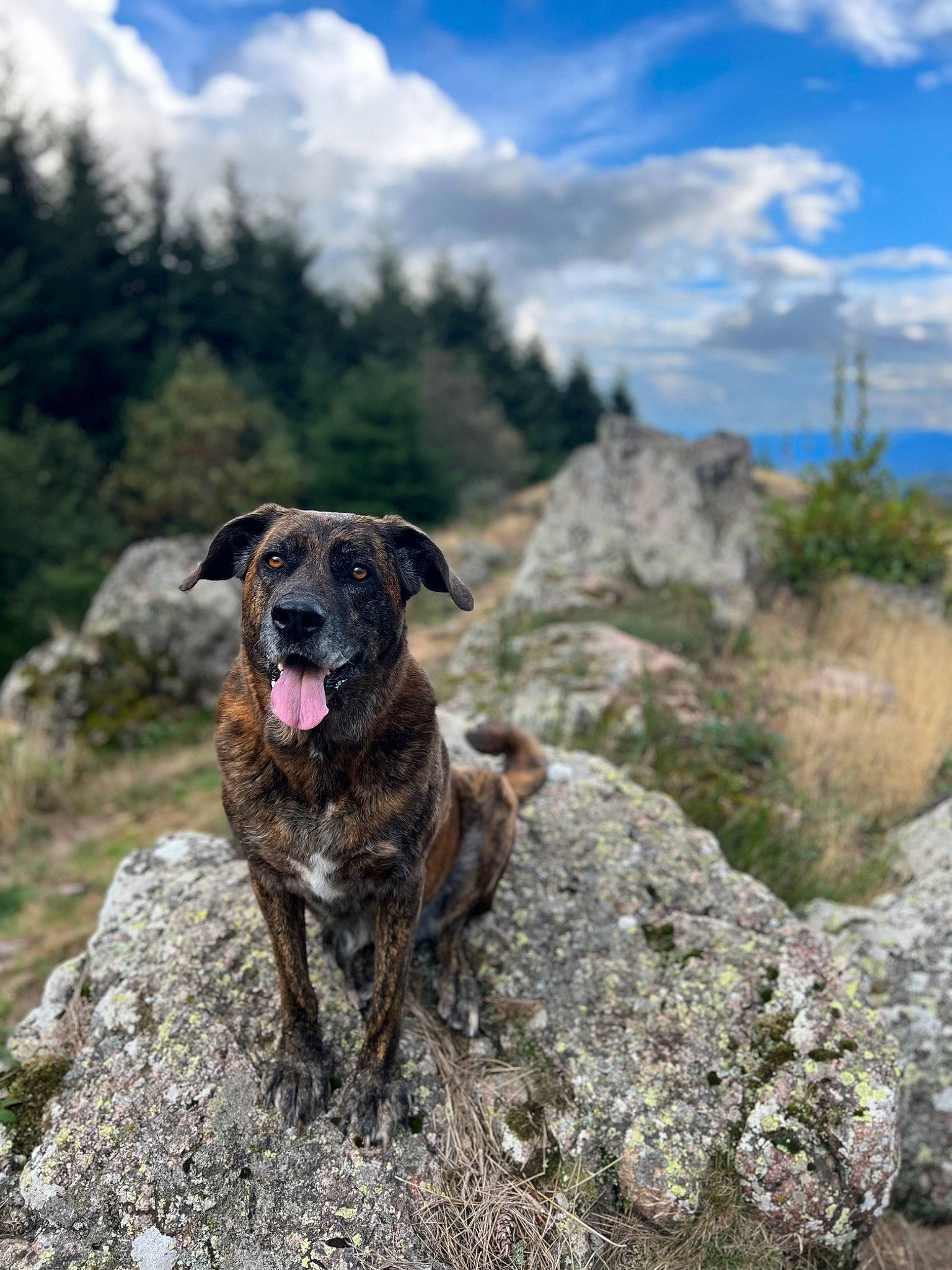 Laska a rejoint le concours — aidez-le/la à gagner de superbes lots ! adventure, bedrock, canidae, carnivore, cloud, collar, dog, dog_breed, dog_collar, fawn, hill, landscape, mountain, plant, rock, sky, snout, sporting_group, tree, working_animal
