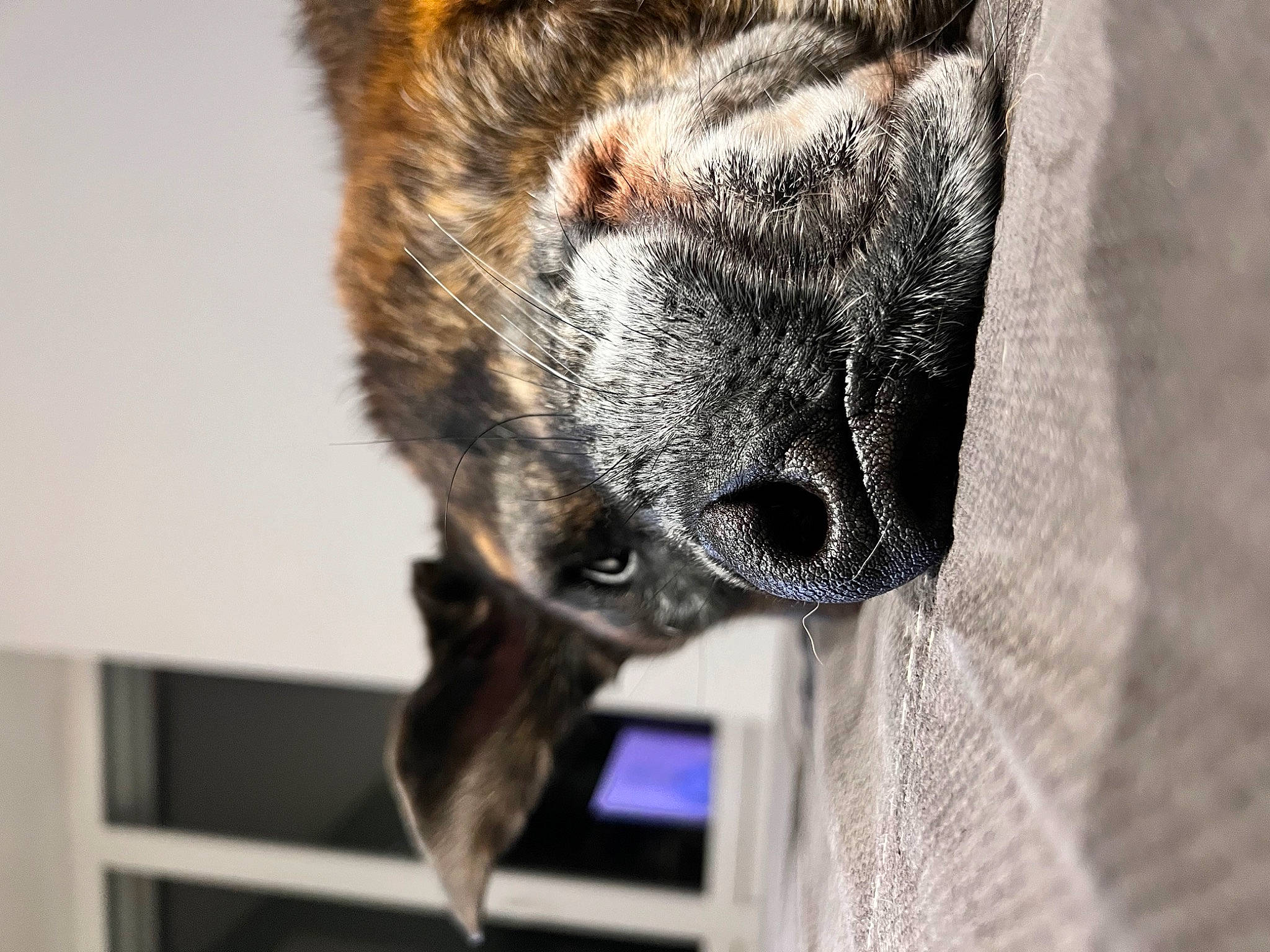 Laska participe au concours pour gagner de l'argent avec cette photo : bat, big_brown_bat, canidae, carnivore, claw, dog_breed, domestic_short_haired_cat, fawn, felidae, fur, grey, paw, pet_supply, small_to_medium_sized_cats, snout, sporting_group, tail, terrestrial_animal, whiskers, wildlife