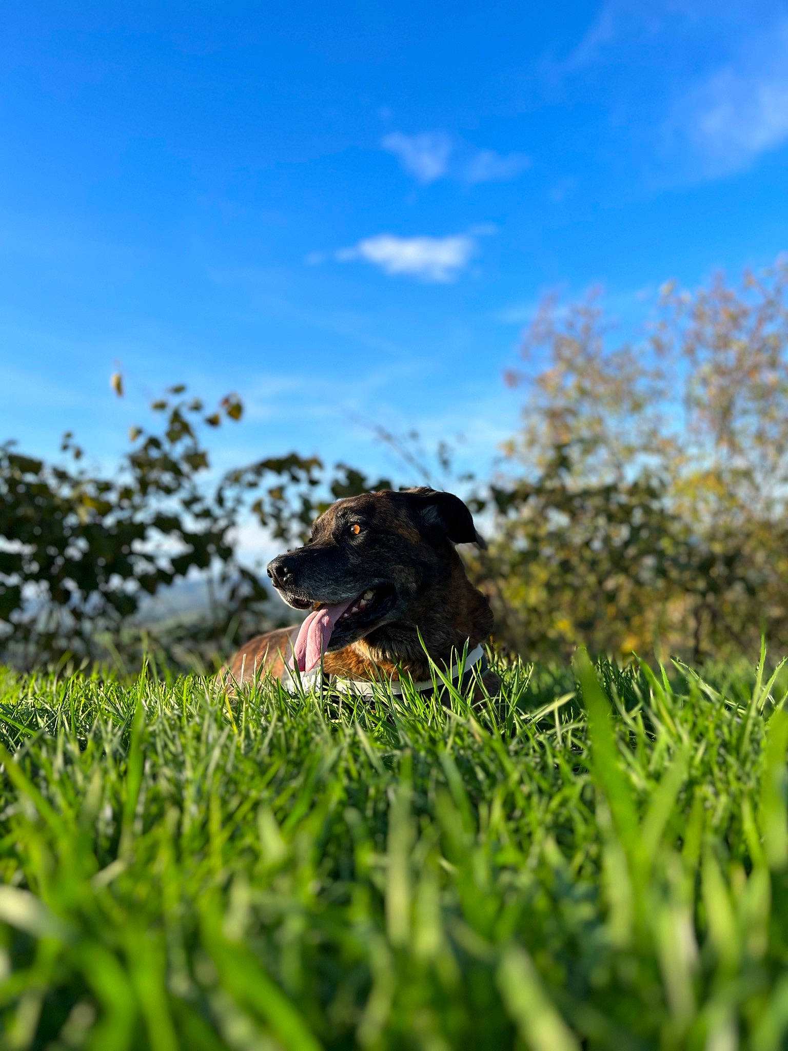 Laska participe au concours pour gagner de l'argent avec cette photo : agriculture, canidae, carnivore, cloud, companion_dog, dog, dog_breed, grass, grassland, happy, horizon, landscape, meadow, pasture, people_in_nature, plant, prairie, sky, sporting_group, tree