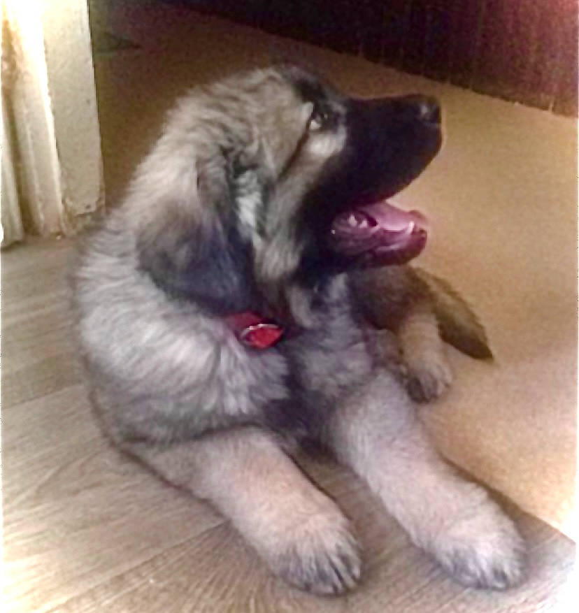 Monster participe au concours pour gagner de l'argent avec cette photo : ancient_dog_breeds, canidae, carnivore, companion_dog, dog, dog_breed, flooring, fur, giant_dog_breed, hardwood, paw, snout, sporting_group, square, tail, wood, working_animal, working_dog