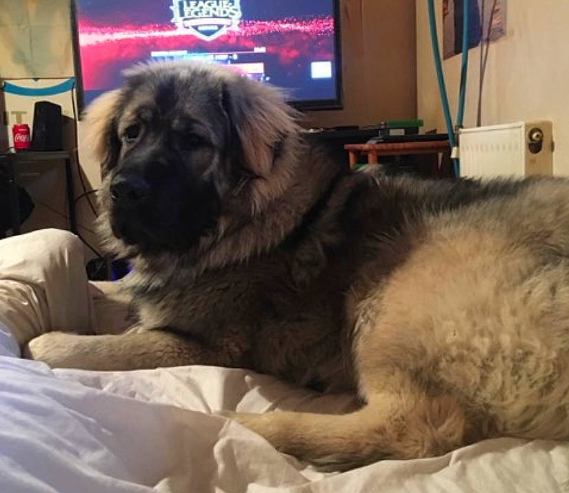 Monster participe au concours pour gagner de l'argent avec cette photo : canidae, carnivore, comfort, companion_dog, dog, dog_breed, fur, guard_dog, leonberger, paw, picture_frame, puppy, snout, sporting_group, terrestrial_animal, working_animal, working_dog
