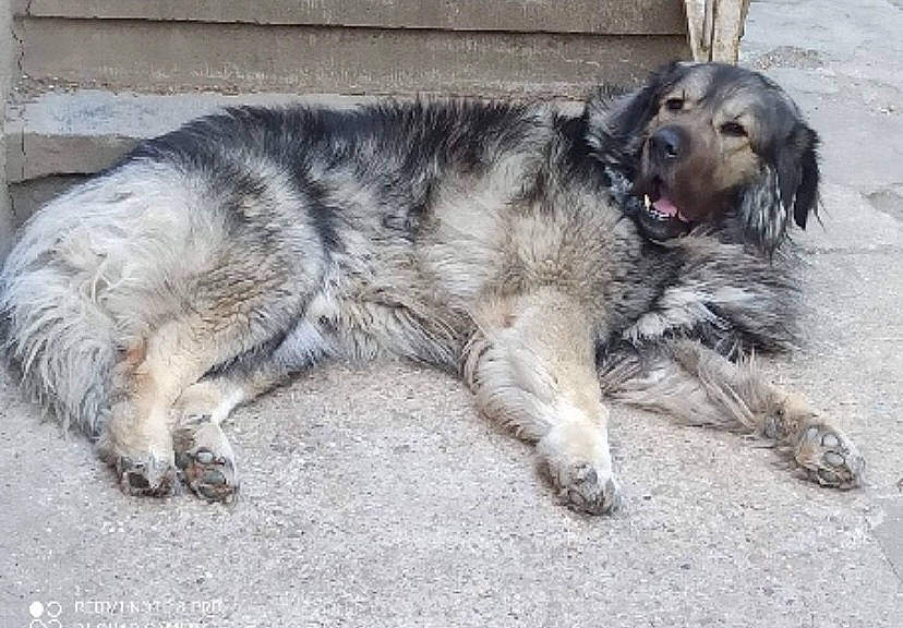 Monster participe au concours pour gagner de l'argent avec cette photo : australian_shepherd, canidae, carnivore, companion_dog, dog, dog_breed, fur, herding_dog, snout, sporting_group, tail, terrestrial_animal, working_animal, working_dog