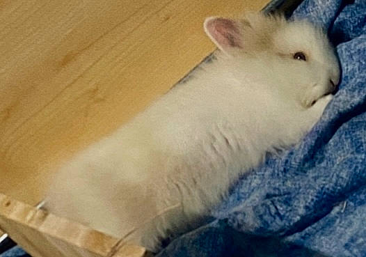 Nini Le Lapin participe au concours pour gagner de l'argent avec cette photo : carnivore, cat, comfort, domestic_short_haired_cat, felidae, fur, hardwood, paw, small_to_medium_sized_cats, tail, terrestrial_animal, whiskers, wood