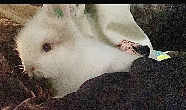 Nini Le Lapin a rejoint le concours — aidez-le/la à gagner de superbes lots ! art, carnivore, cat, fawn, felidae, fur, pattern, paw, petal, small_to_medium_sized_cats, snout, tail, terrestrial_animal, whiskers, woven_fabric