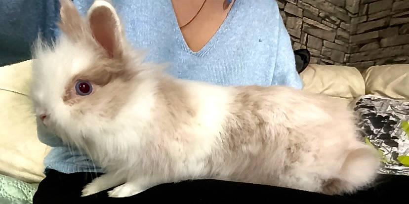 Nini Le Lapin a rejoint le concours — aidez-le/la à gagner de superbes lots ! comfort, domestic_rabbit, ear, event, fawn, fur, natural_material, plant, rabbit, rabbits_and_hares, snout, tail, terrestrial_animal, whiskers, wildlife