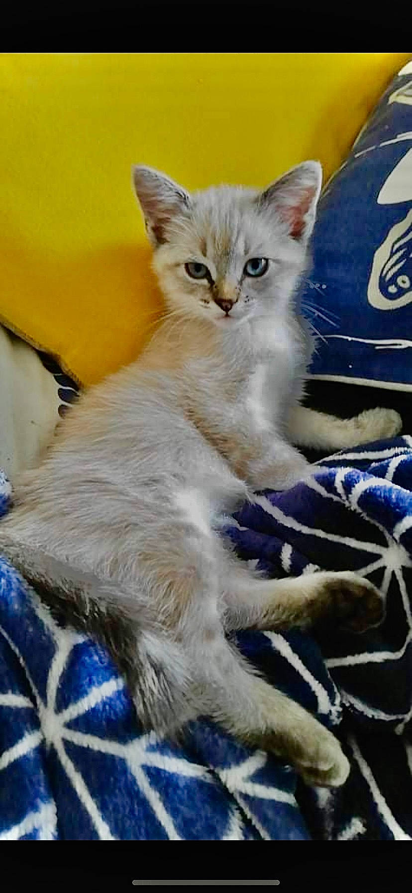 Sunday participe au concours pour gagner de l'argent avec cette photo : carnivore, cat, claw, comfort, electric_blue, event, fawn, felidae, fur, logo, paw, small_to_medium_sized_cats, tail, terrestrial_animal, whiskers, wildlife