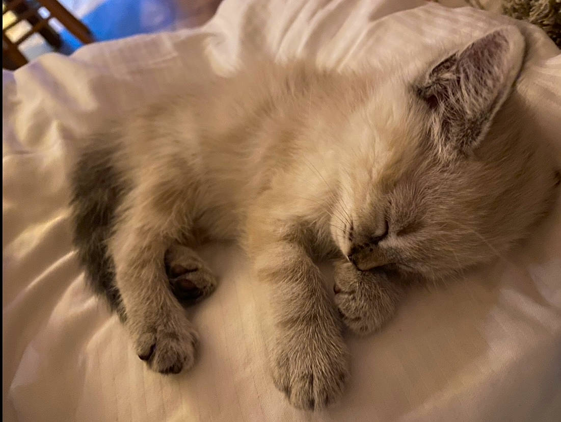 Sunday participe au concours pour gagner de l'argent avec cette photo : canidae, carnivore, cat, claw, comfort, companion_dog, dog_breed, fawn, felidae, fur, monochrome, monochrome_photography, nap, paw, sleep, small_to_medium_sized_cats, snout, tail, whiskers