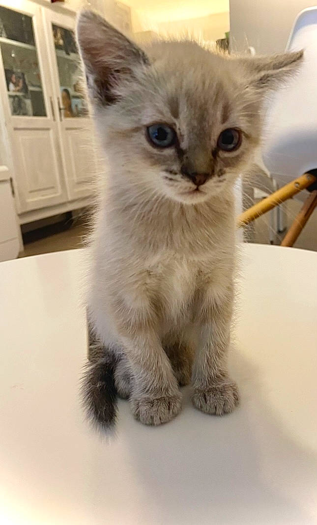 Sunday a rejoint le concours — aidez-le/la à gagner de superbes lots ! carnivore, cat, claw, domestic_short_haired_cat, fawn, felidae, flooring, fur, paw, small_to_medium_sized_cats, snout, tail, terrestrial_animal, thai, tonkinese, whiskers