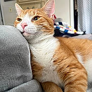 Sunshine joined the competition — help win amazing prizes! cat, orange_cat, white_cat, feline, pet, indoor, cozy, blanket, fur, whiskers, relaxed, cute, animal, mammal, closeup, resting, soft_texture, pink_nose, ears, home