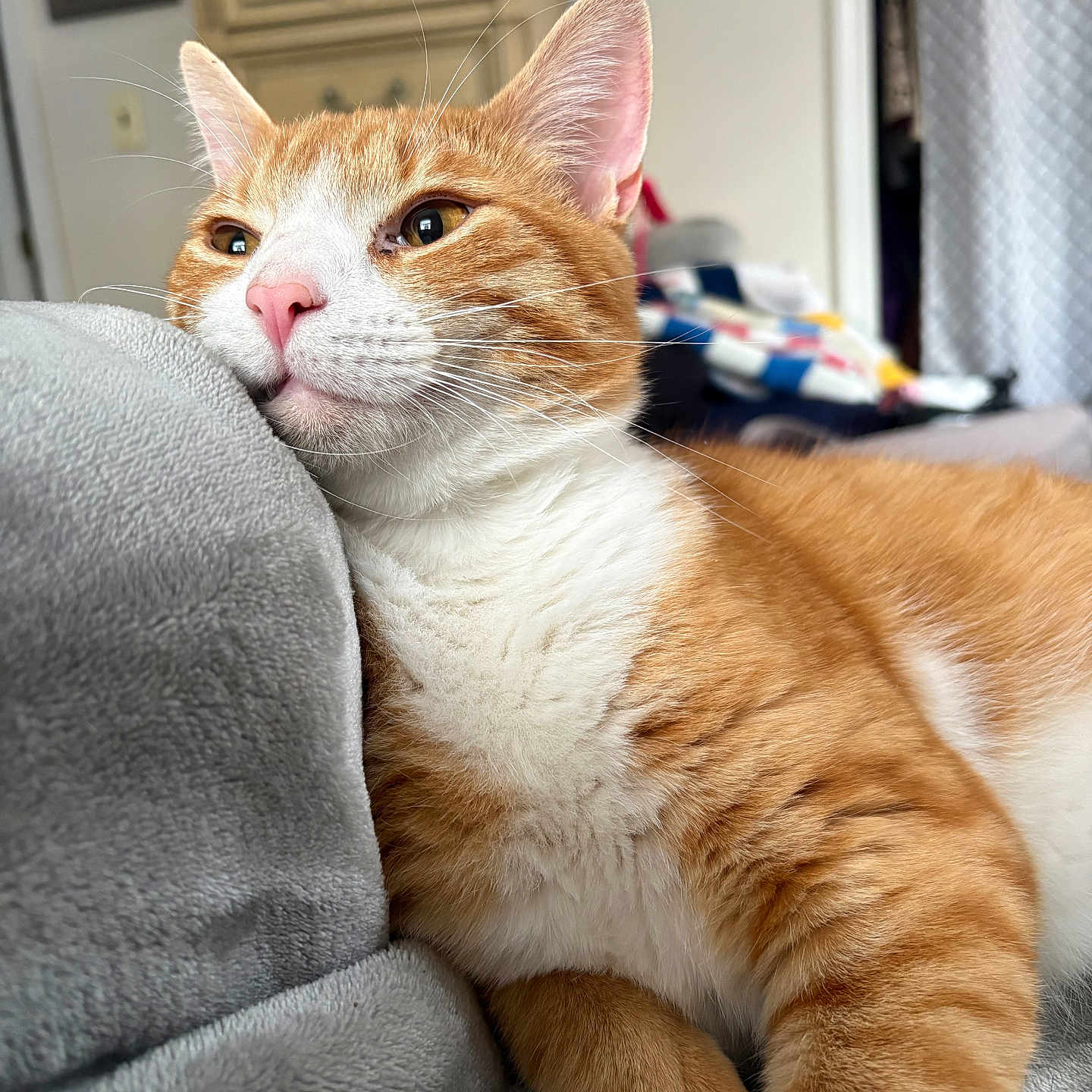 Sunshine joined the competition — help win amazing prizes! cat, orange_cat, white_cat, feline, pet, indoor, cozy, blanket, fur, whiskers, relaxed, cute, animal, mammal, closeup, resting, soft_texture, pink_nose, ears, home