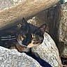 animal, calico, cat, closeup, curious, ears, face, fur, hidden, natural_light, nature, outdoor, pet, resting, rock, shelter, texture, whiskers, wildlife, yellow_eyes