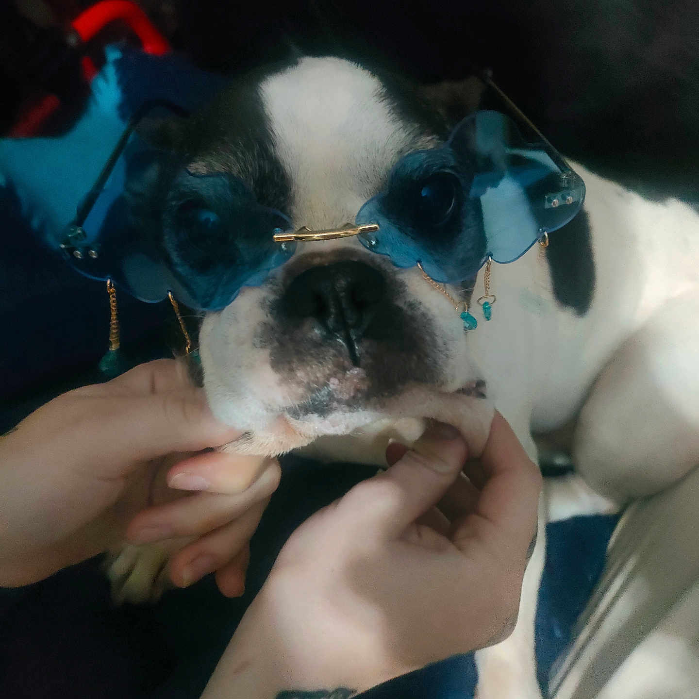 Meumeu a rejoint le concours — aidez-le/la à gagner de superbes lots ! accessories, animal, baby, bodypart, bulldog, canine, dog, face, finger, frenchbulldog, glasses, hand, head, person, pet, photography, pig, puppy, skin, tattoo