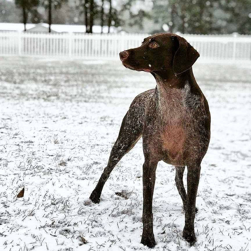 Mauser is registered to the contest to win money with this photo: carnivoran, dog, dog_breed, dog_like_mammal, german_shorthaired_pointer, hunting_dog, labrador_retriever, pointing_breed, retriever, snout, snow, sporting_group, winter