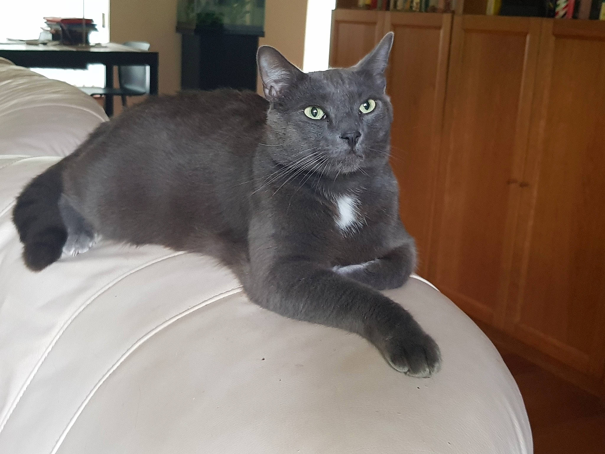 Lucky participe au concours pour gagner de l'argent avec cette photo : black_cat, cabinetry, carnivore, cat, comfort, domestic_short_haired_cat, felidae, fur, grey, russian_blue, small_to_medium_sized_cats, snout, tail, terrestrial_animal, whiskers, window