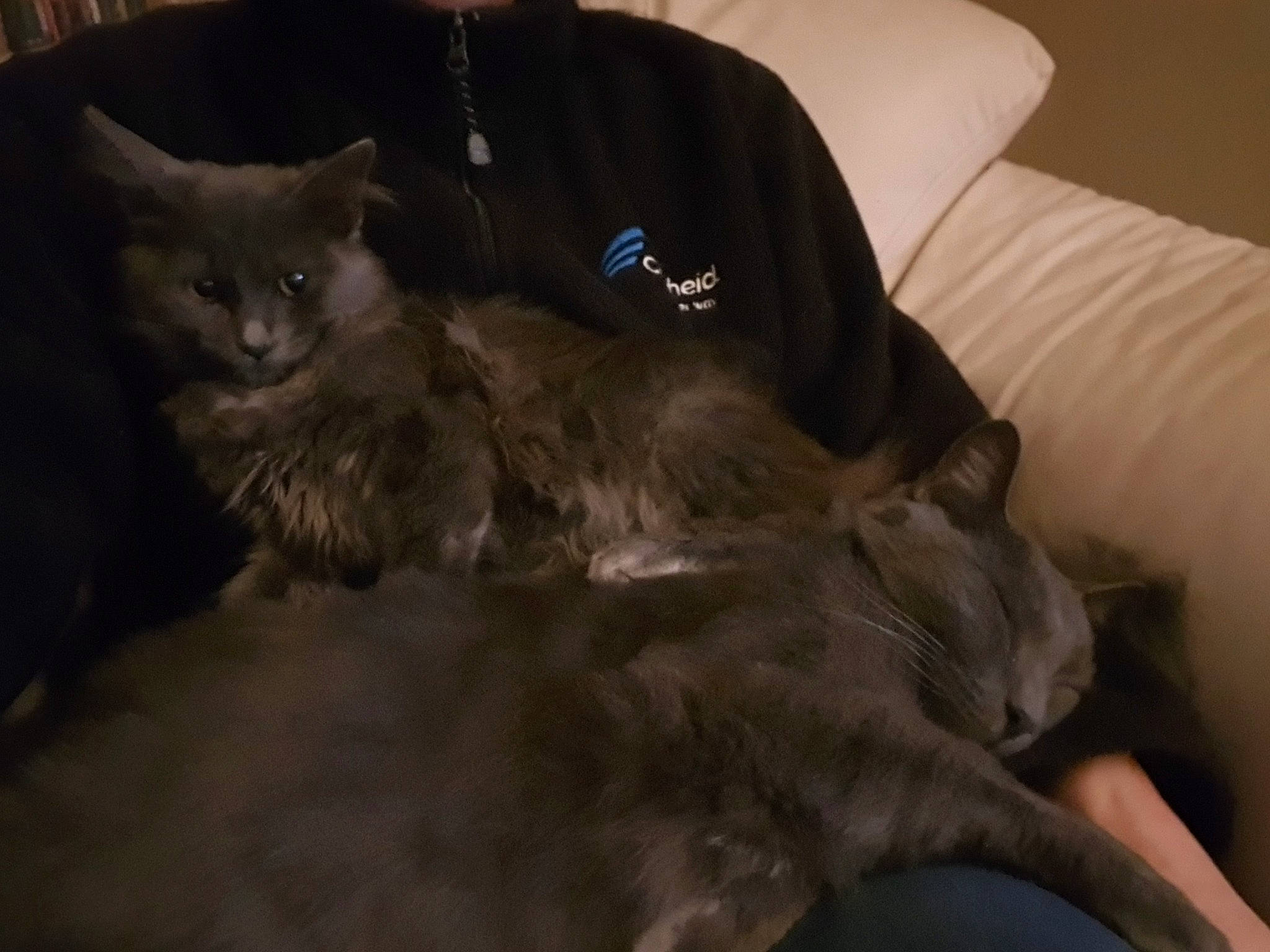 Lucky a rejoint le concours — aidez-le/la à gagner de superbes lots ! bed, black_cat, canidae, carnivore, cat, claw, comfort, darkness, dog_breed, domestic_short_haired_cat, ear, felidae, fur, grey, nap, paw, small_to_medium_sized_cats, tail, terrestrial_animal, whiskers