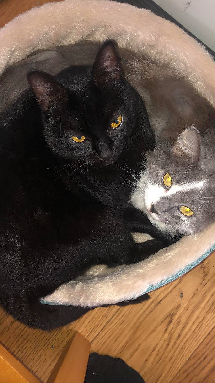 Shiva participe au concours pour gagner de l'argent avec cette photo : black_cat, bombay, carnivore, cat, domestic_short_haired_cat, felidae, fur, grey, hardwood, sitting, small_to_medium_sized_cats, snout, tail, whiskers, window, wood