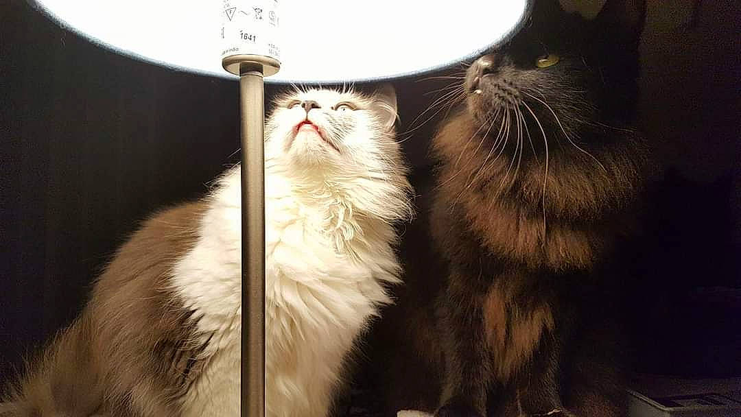 Shiva participe au concours pour gagner de l'argent avec cette photo : carnivore, cat, claw, domestic_short_haired_cat, felidae, fur, paw, small_to_medium_sized_cats, snout, whiskers, window