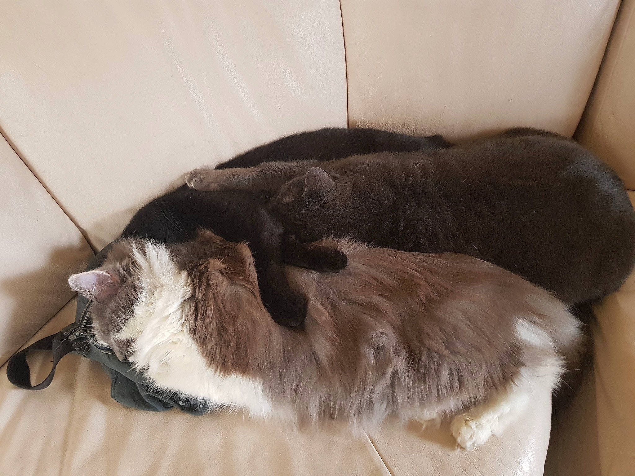 Shiva participe au concours pour gagner de l'argent avec cette photo : brown, canidae, carnivore, cat, comfort, companion_dog, dog_breed, ear, fawn, felidae, flooring, fur, hardwood, liver, small_to_medium_sized_cats, snout, sporting_group, tail, whiskers, working_animal