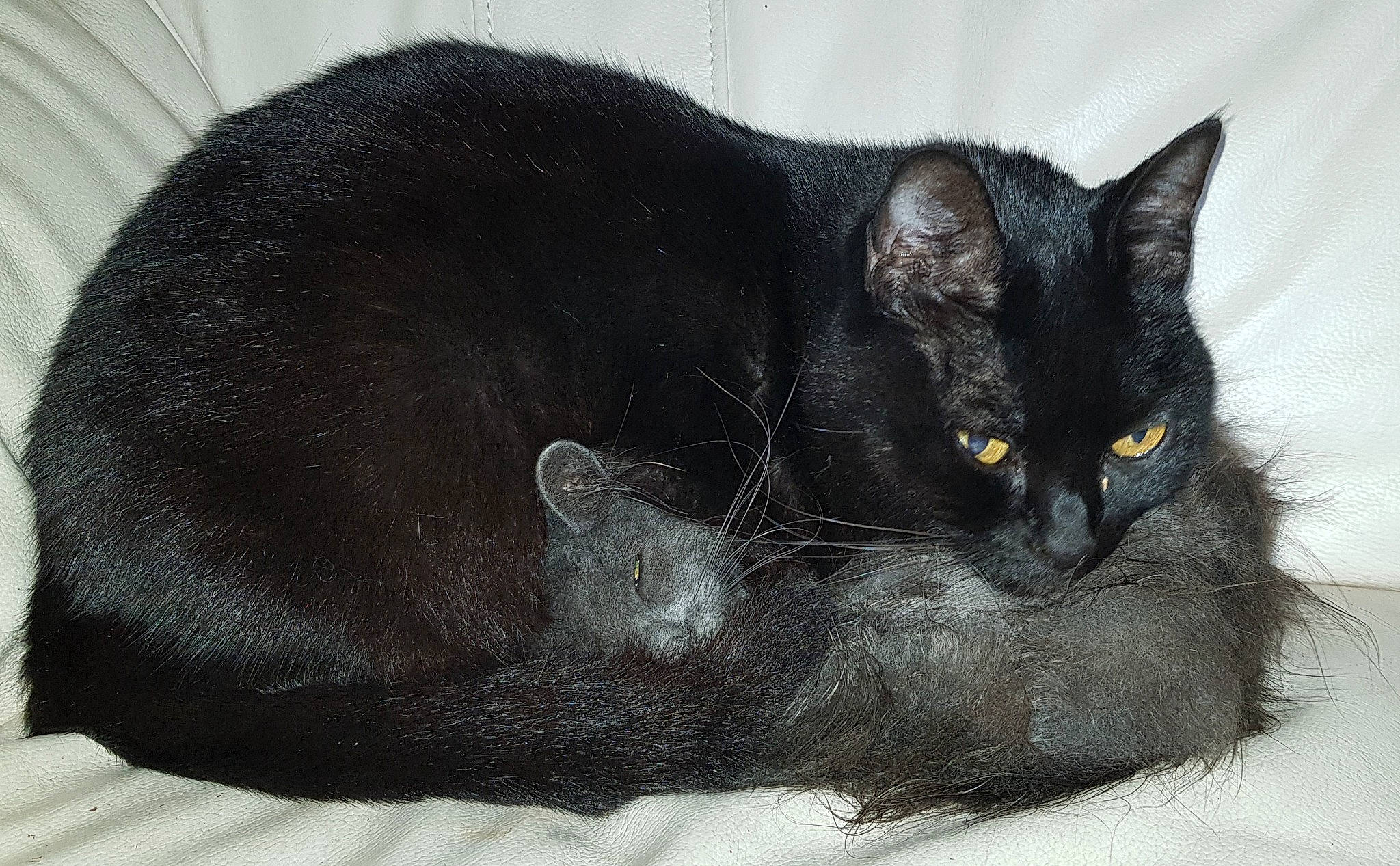 Simi participe au concours pour gagner de l'argent avec cette photo : black_cat, bombay, carnivore, cat, cat_bed, cat_supply, claw, comfort, domestic_short_haired_cat, felidae, fur, grey, paw, small_to_medium_sized_cats, snout, tail, terrestrial_animal, whiskers