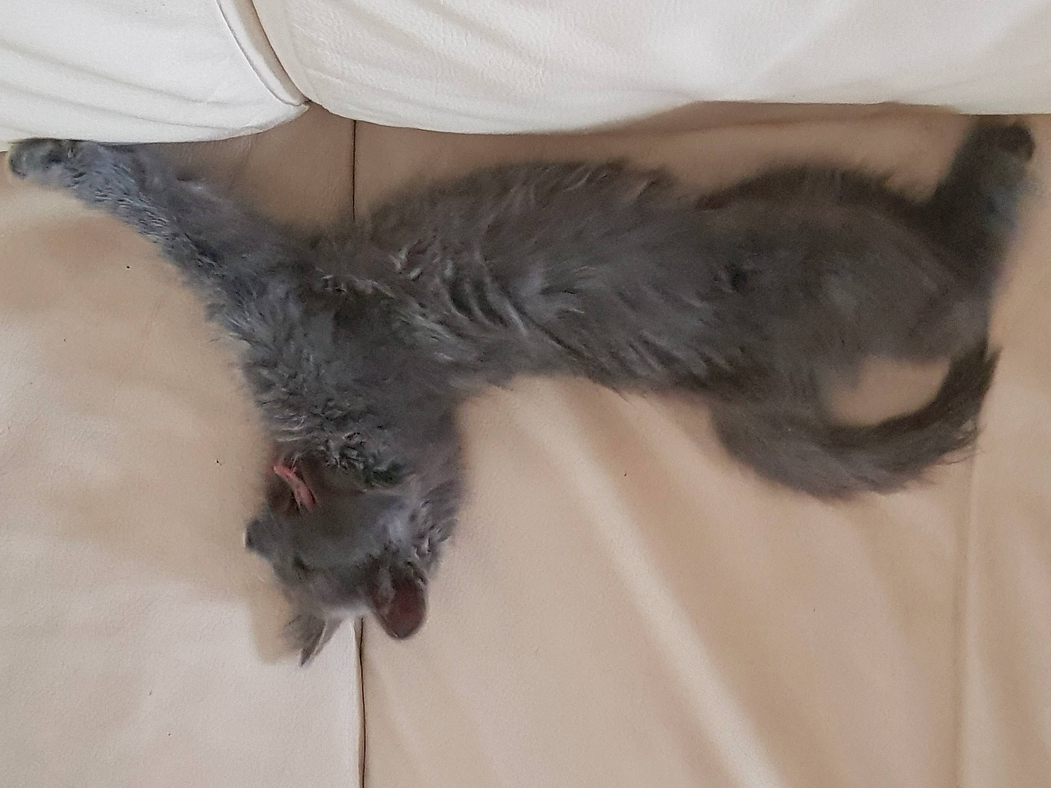 Simi participe au concours pour gagner de l'argent avec cette photo : beak, carnivore, cat, cat_bed, cat_supply, claw, comfort, companion_dog, dog_breed, feather, felidae, fur, grey, liver, paw, small_to_medium_sized_cats, snout, tail, whiskers, wing