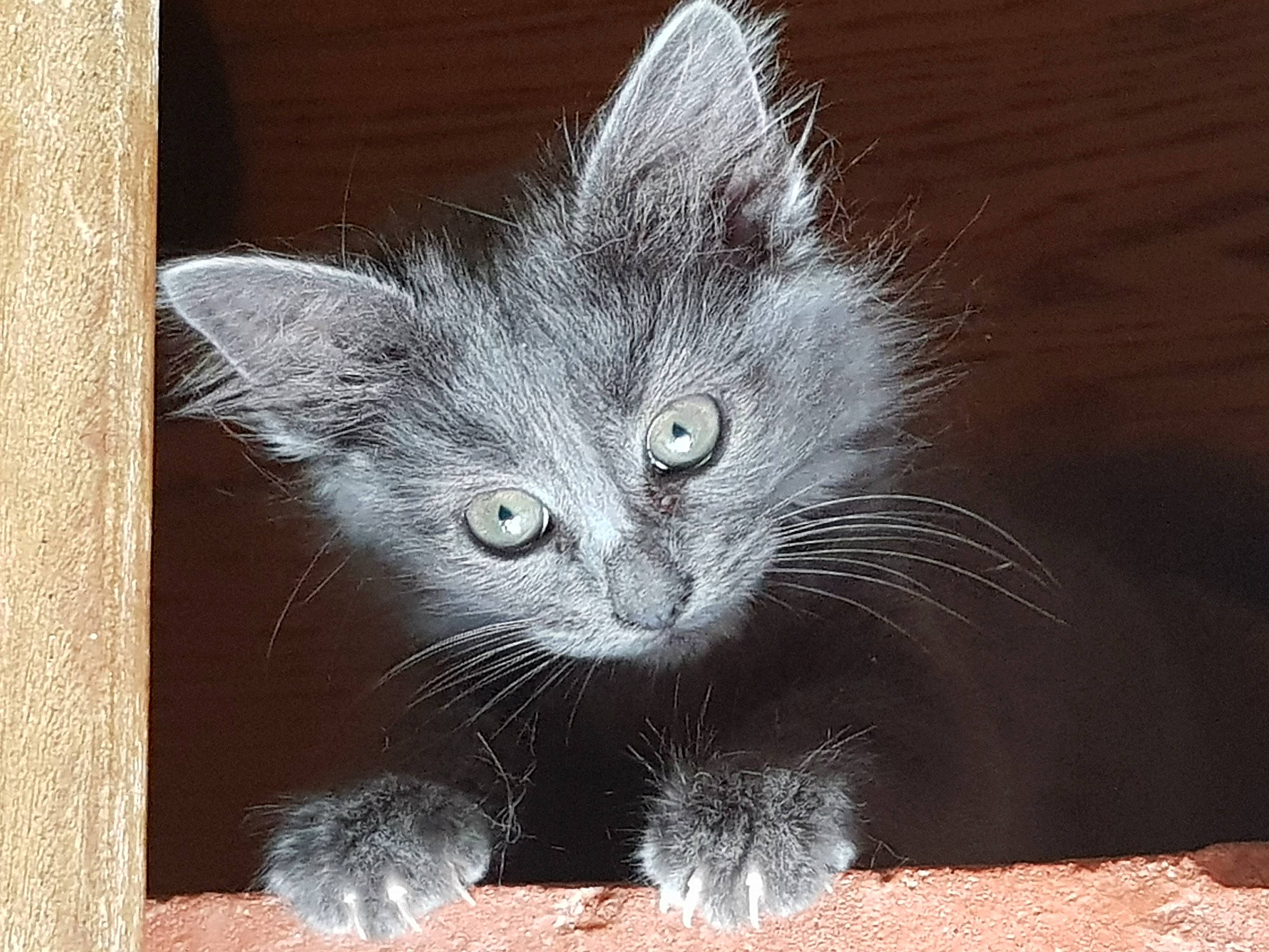 Simi a rejoint le concours — aidez-le/la à gagner de superbes lots ! carnivore, cat, domestic_short_haired_cat, felidae, fur, grey, paw, photo_caption, russian_blue, small_to_medium_sized_cats, snout, tail, terrestrial_animal, whiskers, window