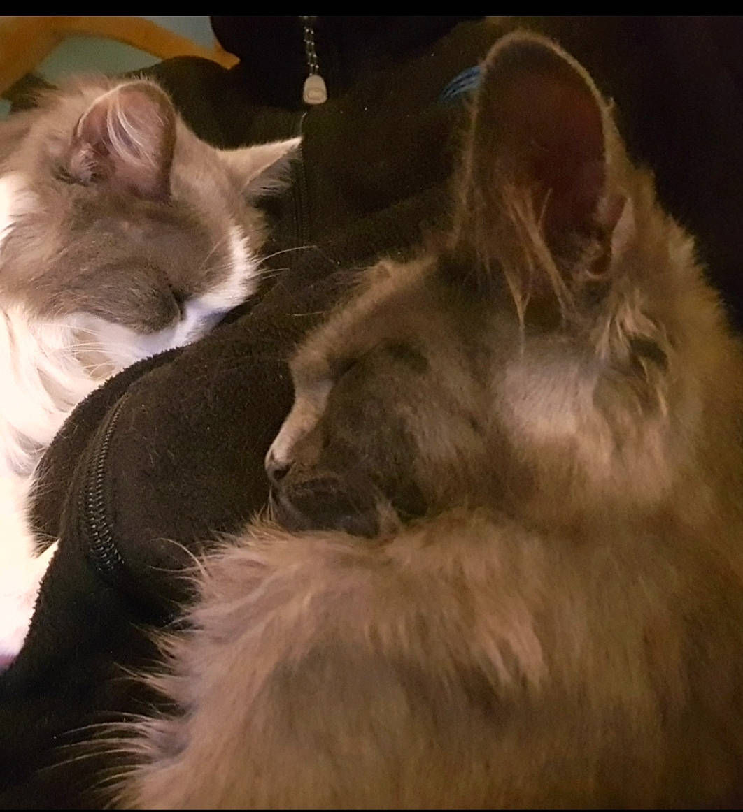 Simi a rejoint le concours — aidez-le/la à gagner de superbes lots ! carnivore, cat, claw, comfort, darkness, domestic_short_haired_cat, fawn, felidae, fur, gesture, love, night, paw, photo_caption, small_to_medium_sized_cats, snout, tail, terrestrial_animal, whiskers, wildlife