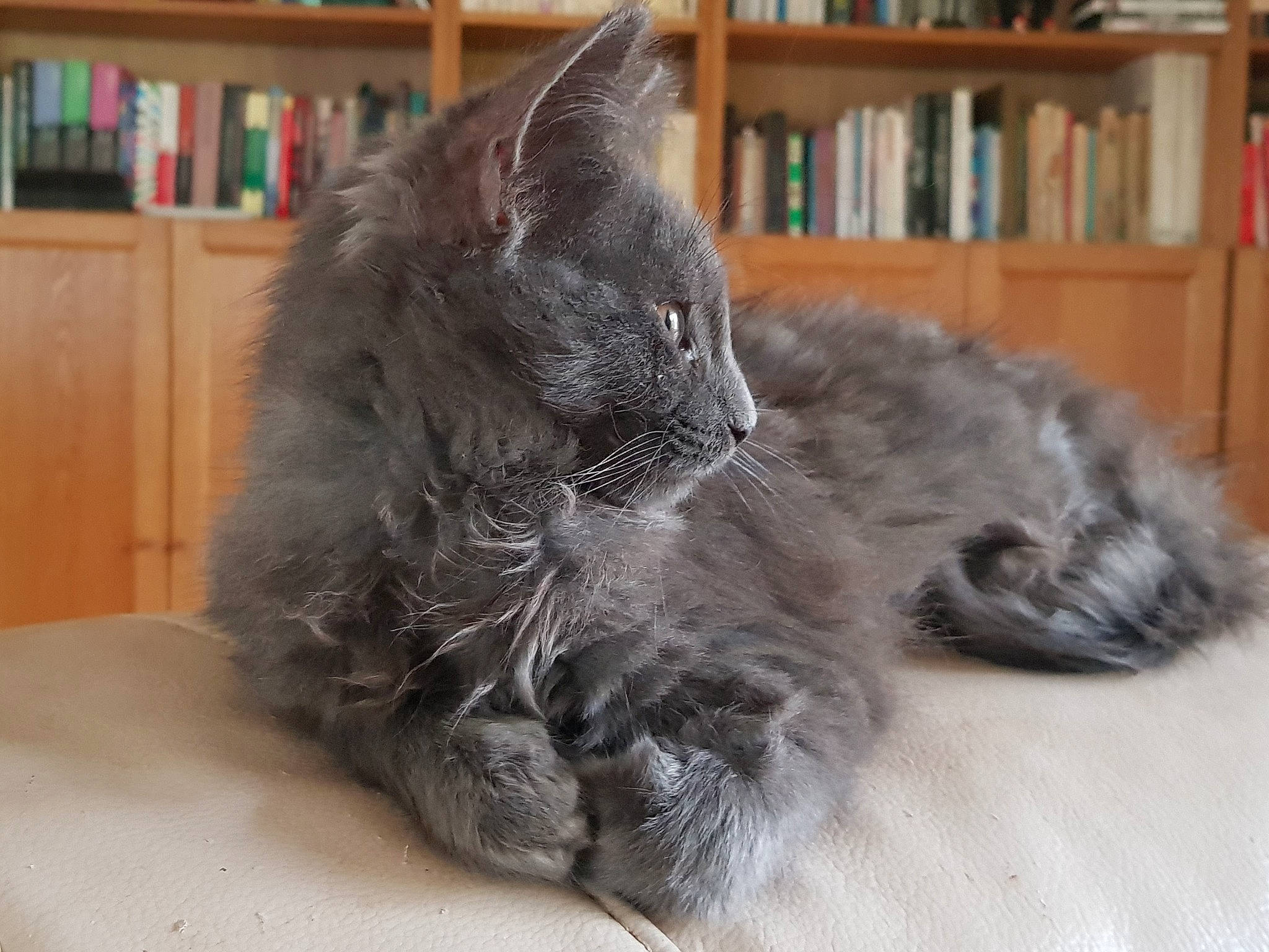 Simi participe au concours pour gagner de l'argent avec cette photo : black_cat, book, bookcase, carnivore, cat, claw, comfort, domestic_short_haired_cat, felidae, fur, grey, paw, publication, shelf, shelving, small_to_medium_sized_cats, snout, tail, whiskers, window